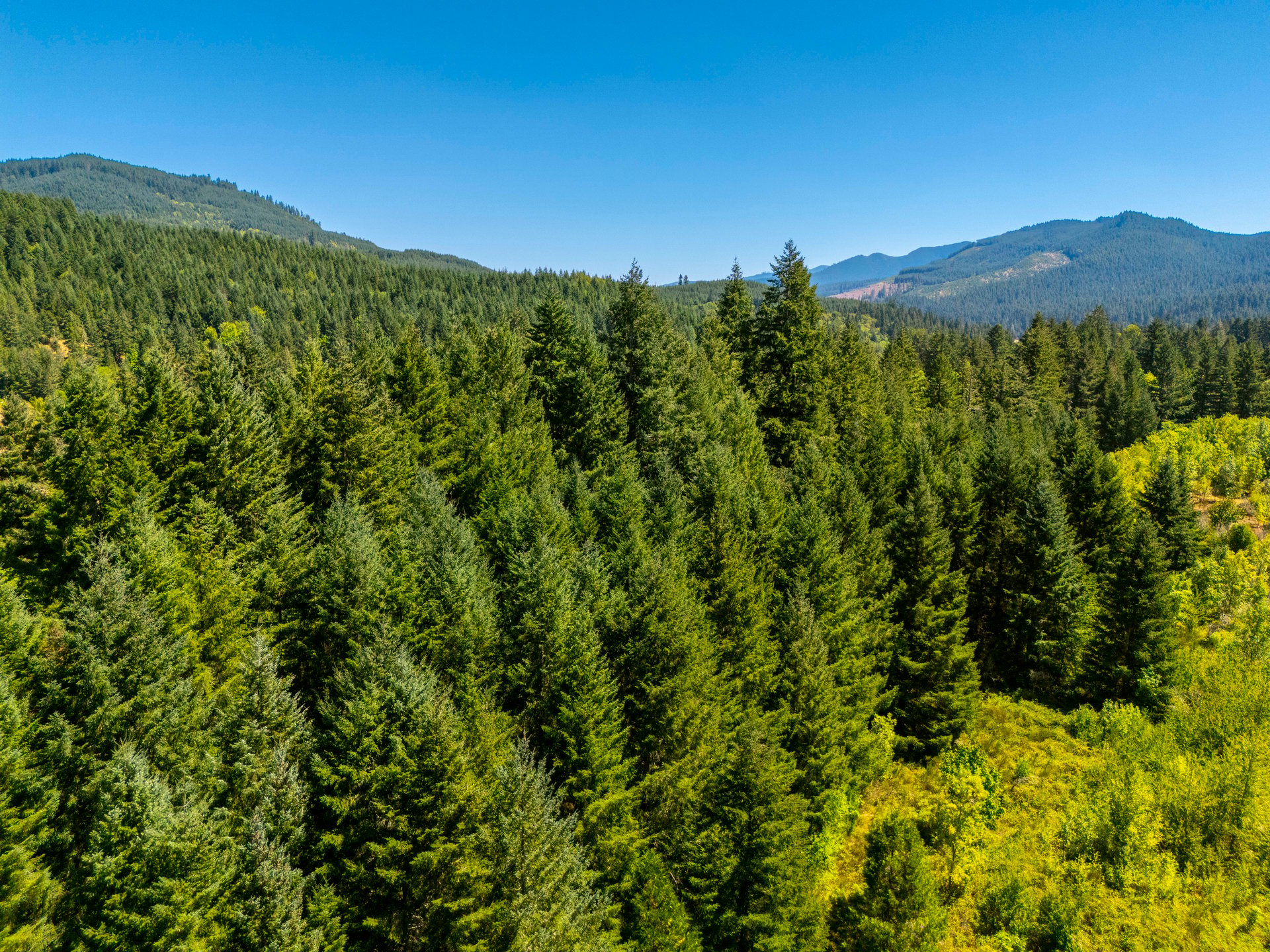 Coast Fork Woodland Meadows