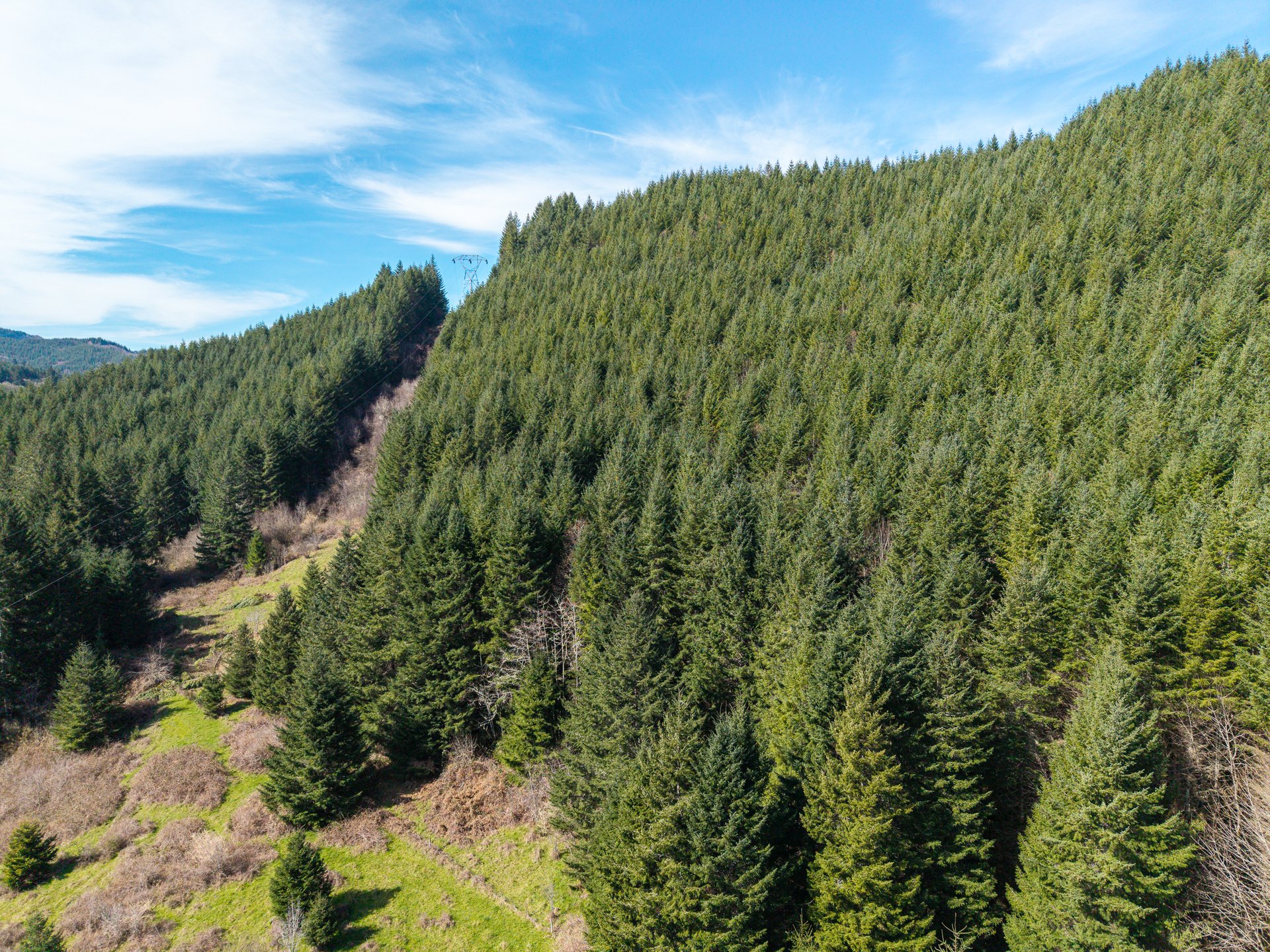 LITTLE ELK TREEFARM