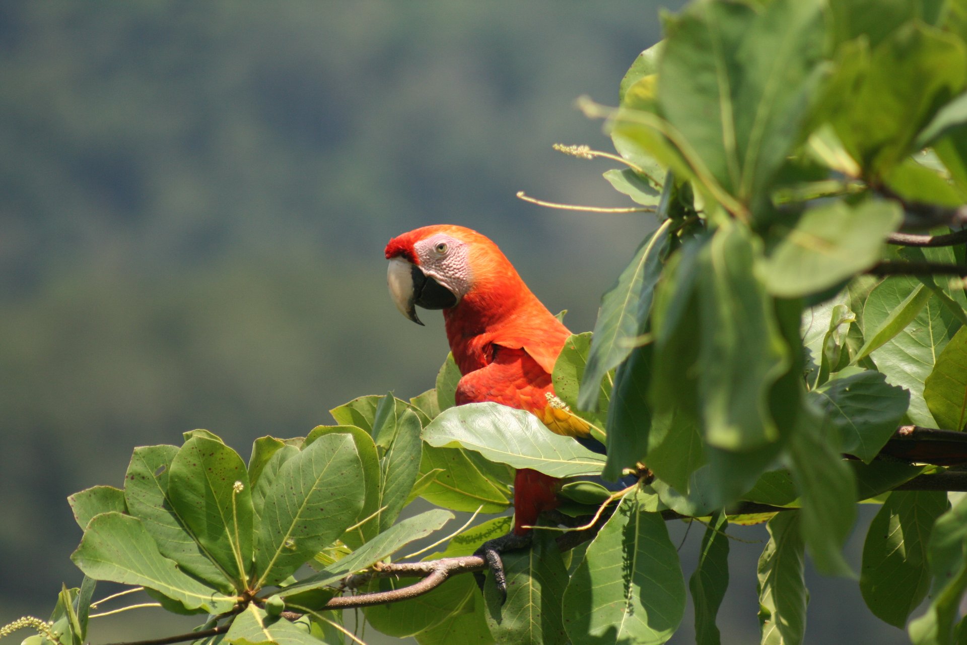 Breeze, Trees, and Monkeys - Your Affordable Costa Rican Haven