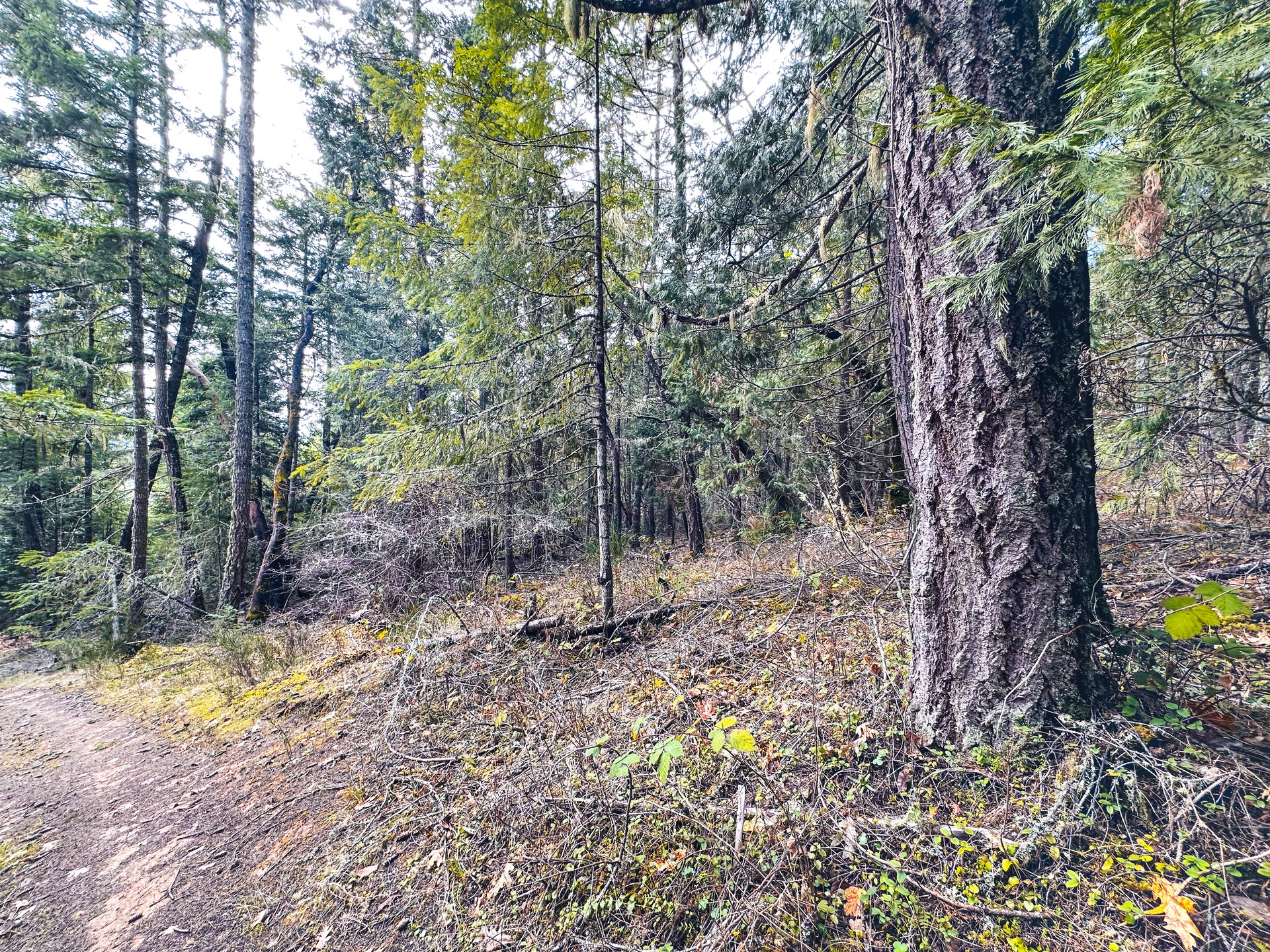 SUTHERLIN HEIGHTS