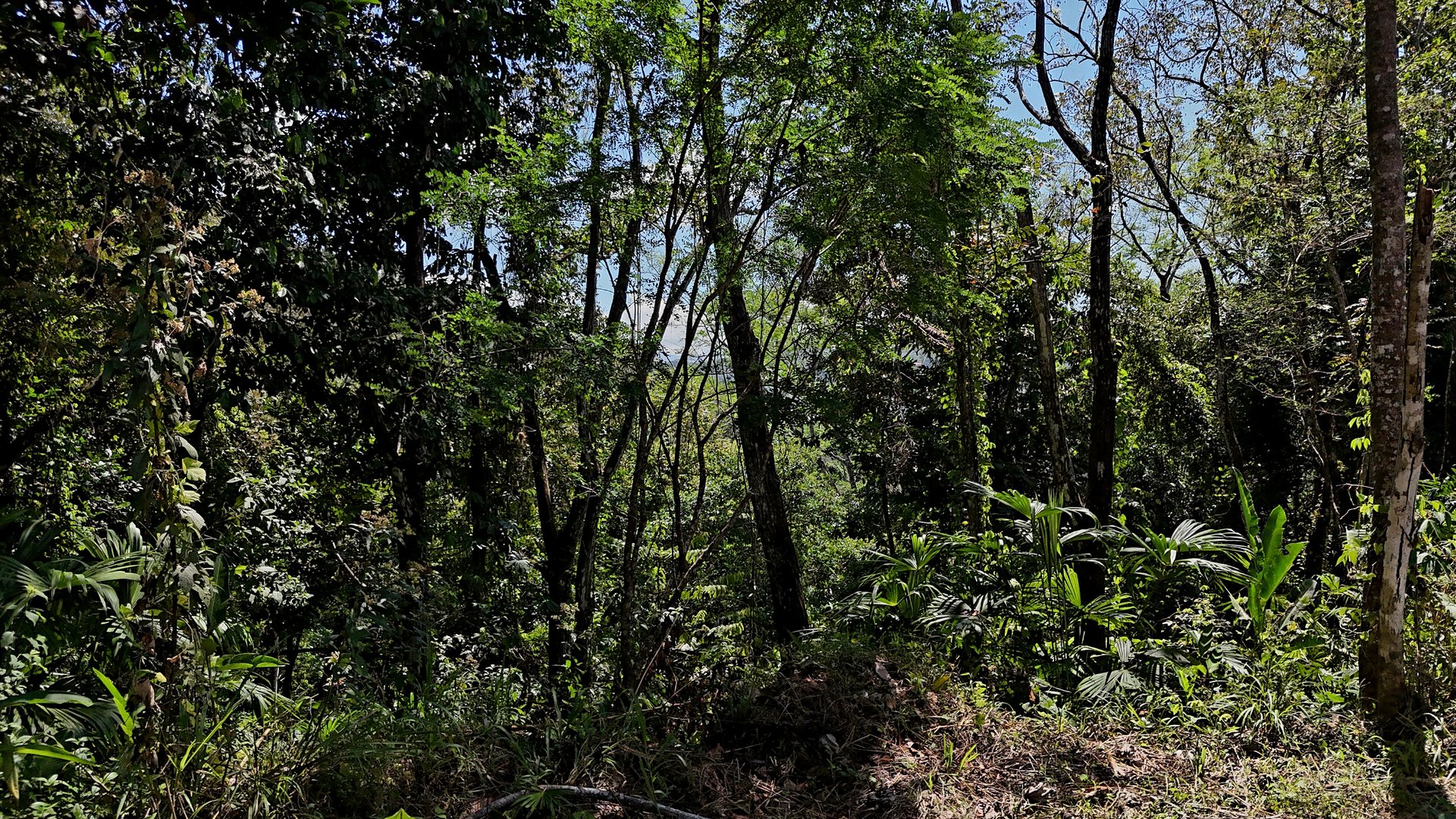 Ocean View Property with Plantel and Trails in Hatillo – Ready to Build