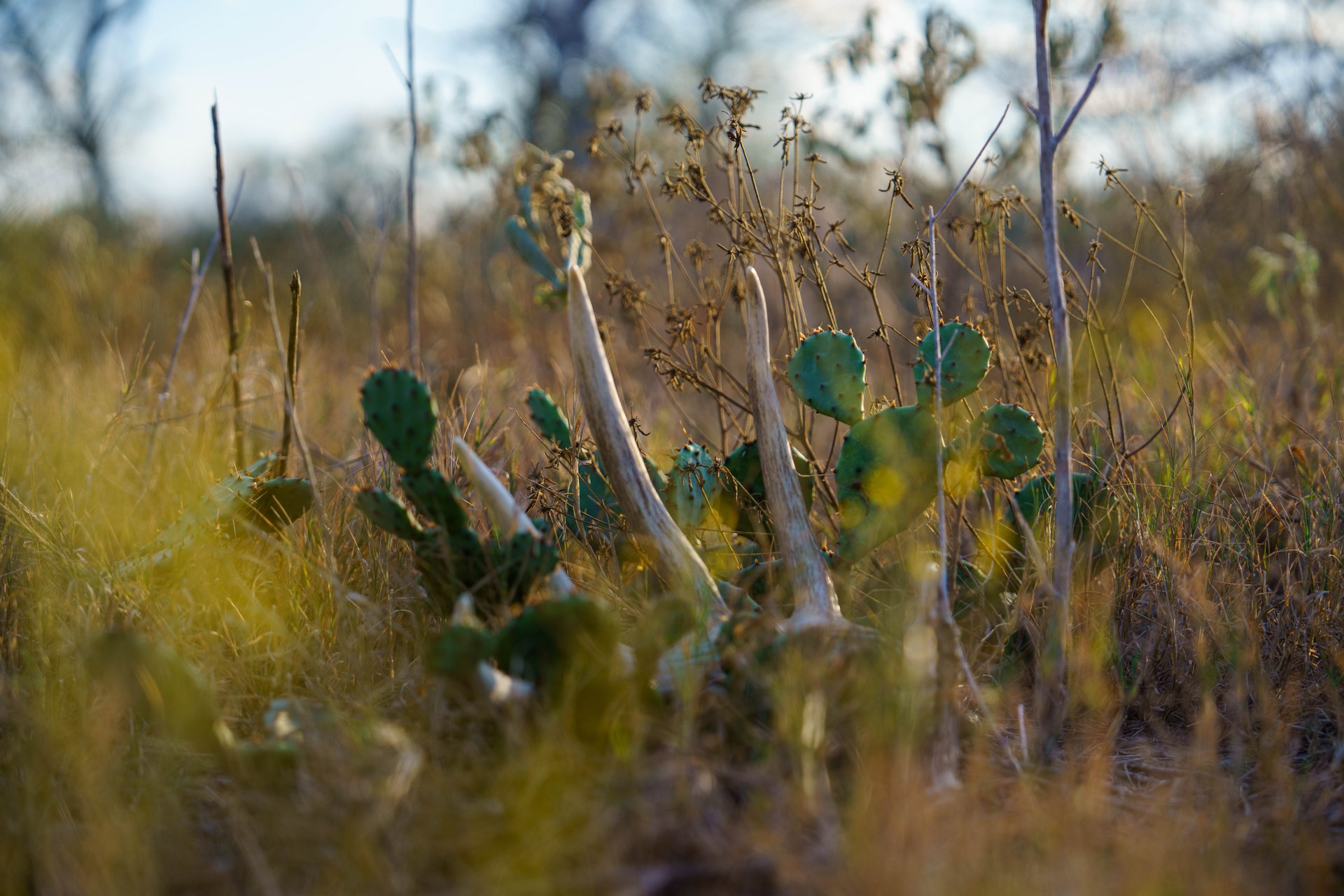 Gonzales County | 104+/- Acres