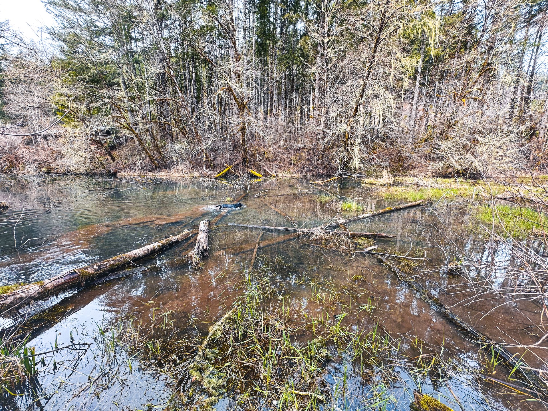 Coyote Creek Forest