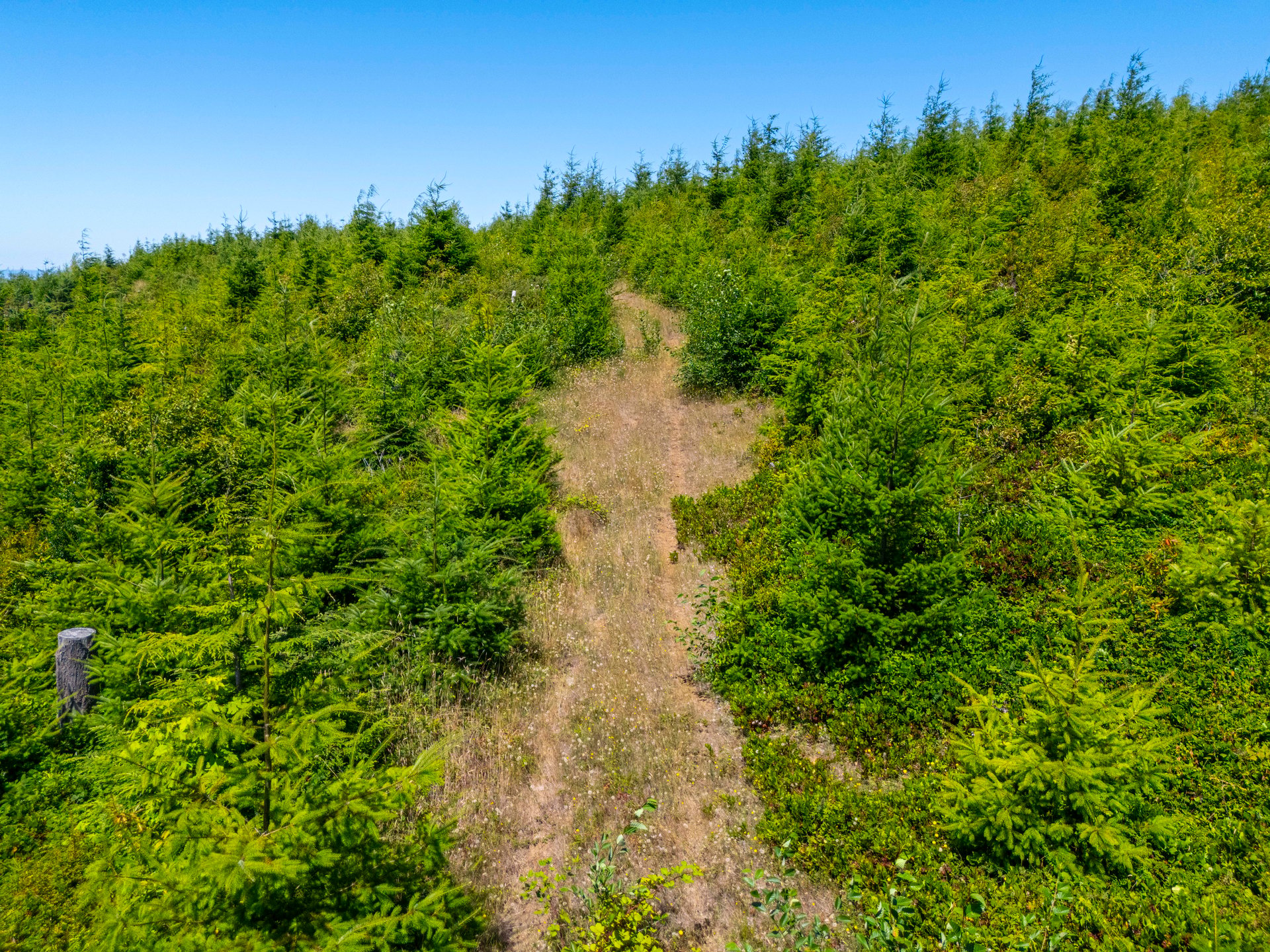 Alsea Estuary Forestland