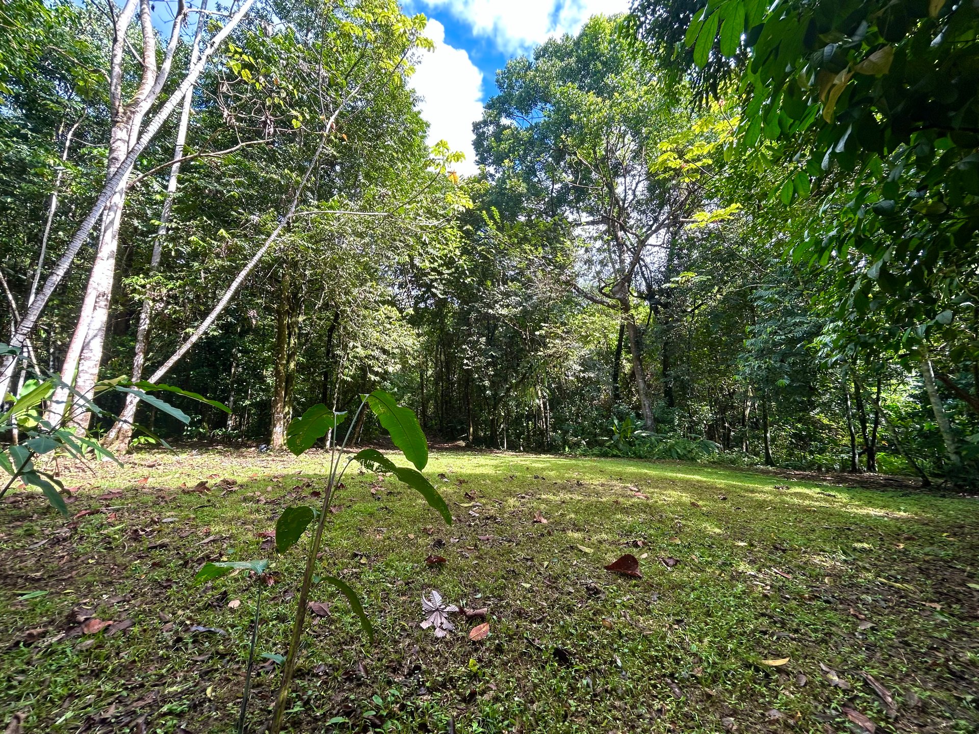 Selva Vista Estate – 5.9 Acres of Wild Beauty
