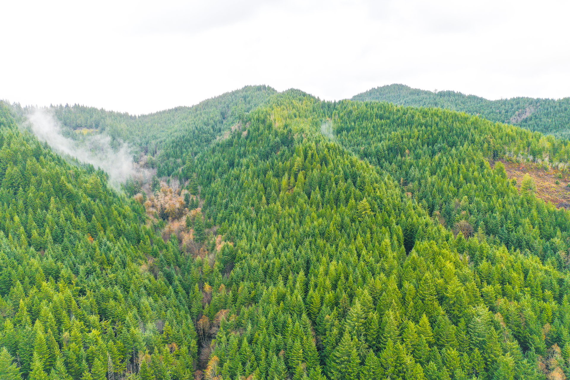 RICHARDSON TIMBER