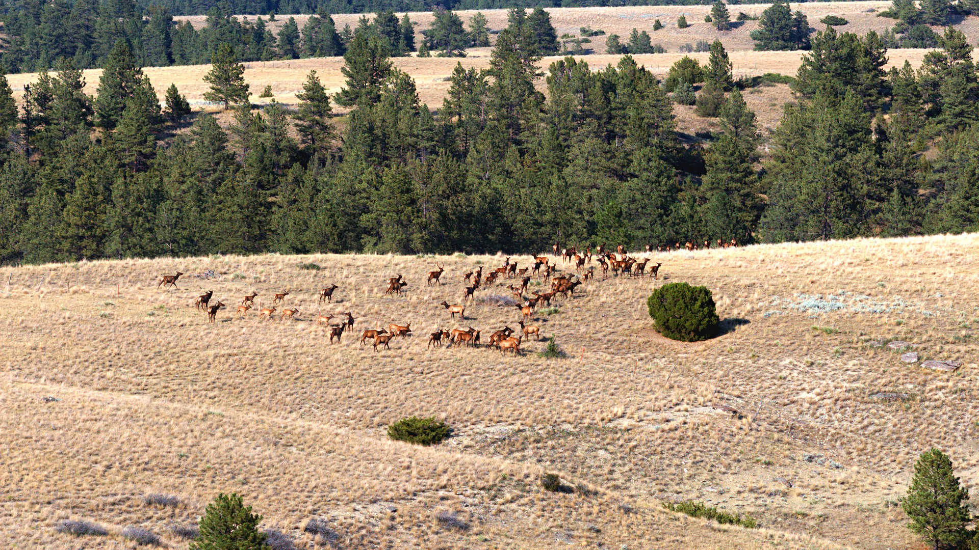 Stillwater County Ranch - Represented Buyers