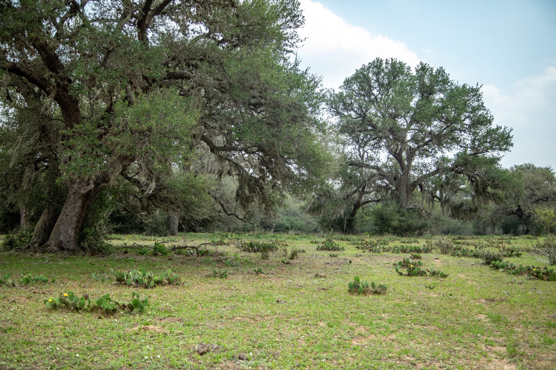 Five Mile Creek Reserve | 252.73± Acres-High Fence | DeWitt County, TX
