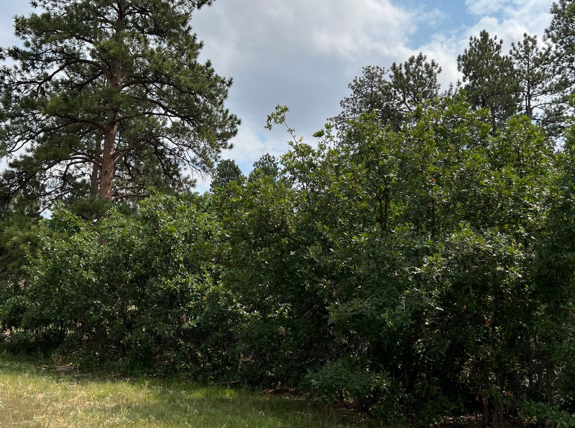 1961 Via Los Pinon