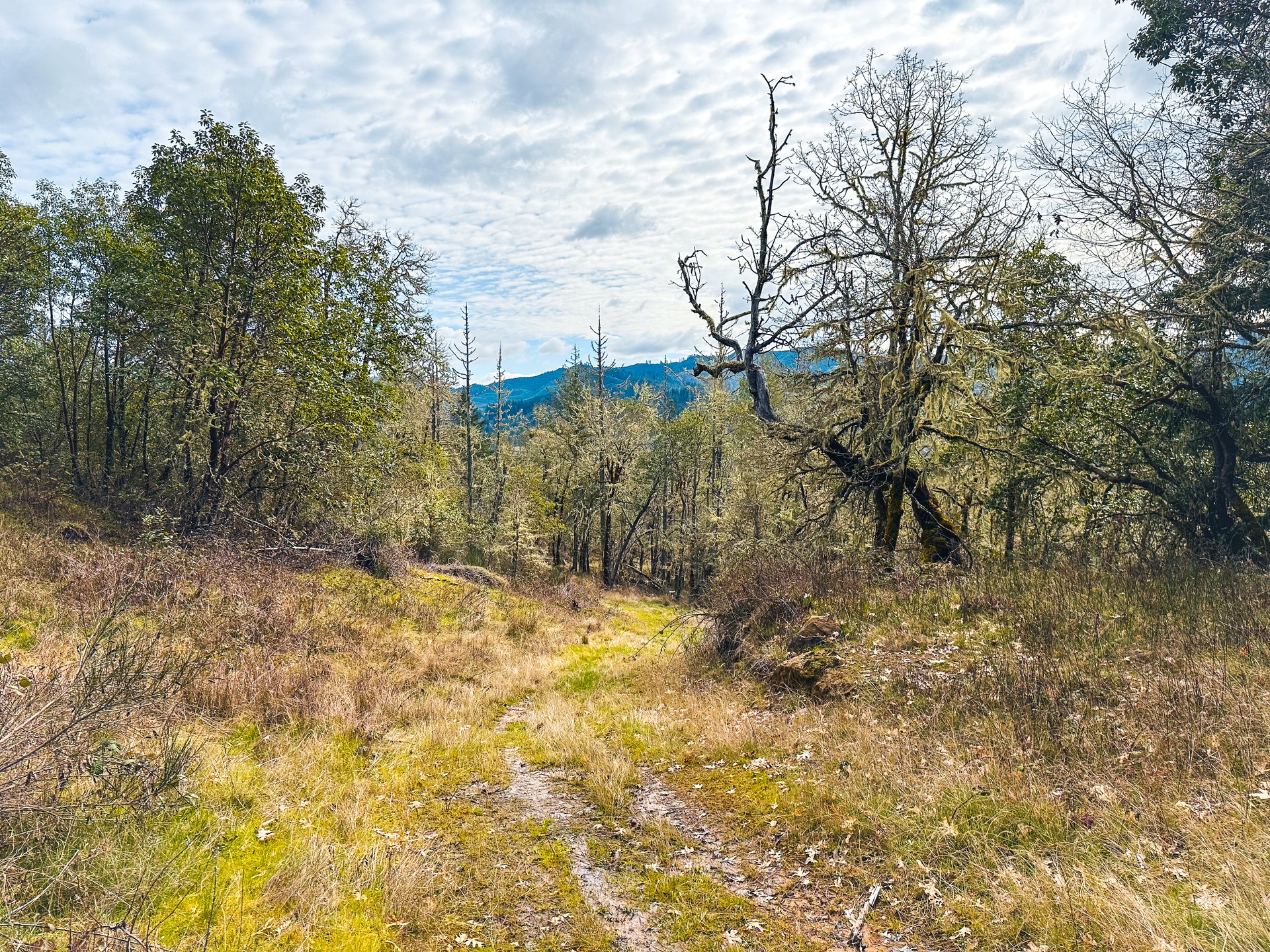 SUTHERLIN HEIGHTS