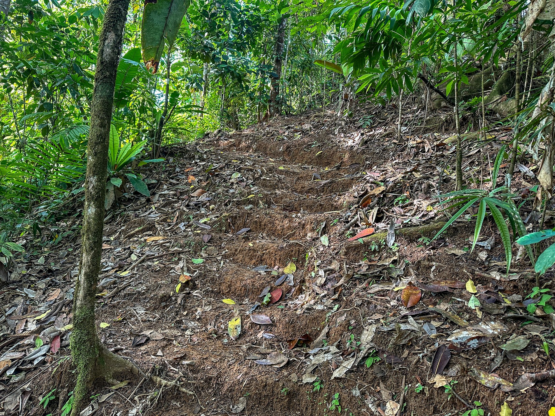 A Huge Rainforest, River & Waterfall Property With TWO Mountain & Jungle-View Luxury Homes on a Massive 4.93 Acre Lot – PLUS an Additional Plantel ready for Development