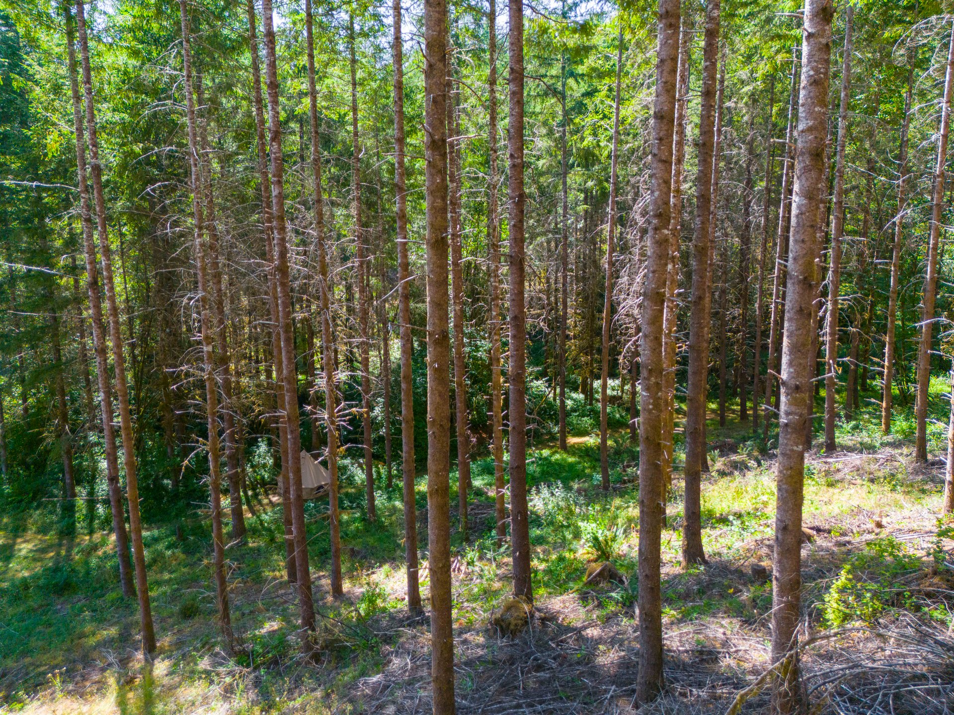 Thetford Home & Forest