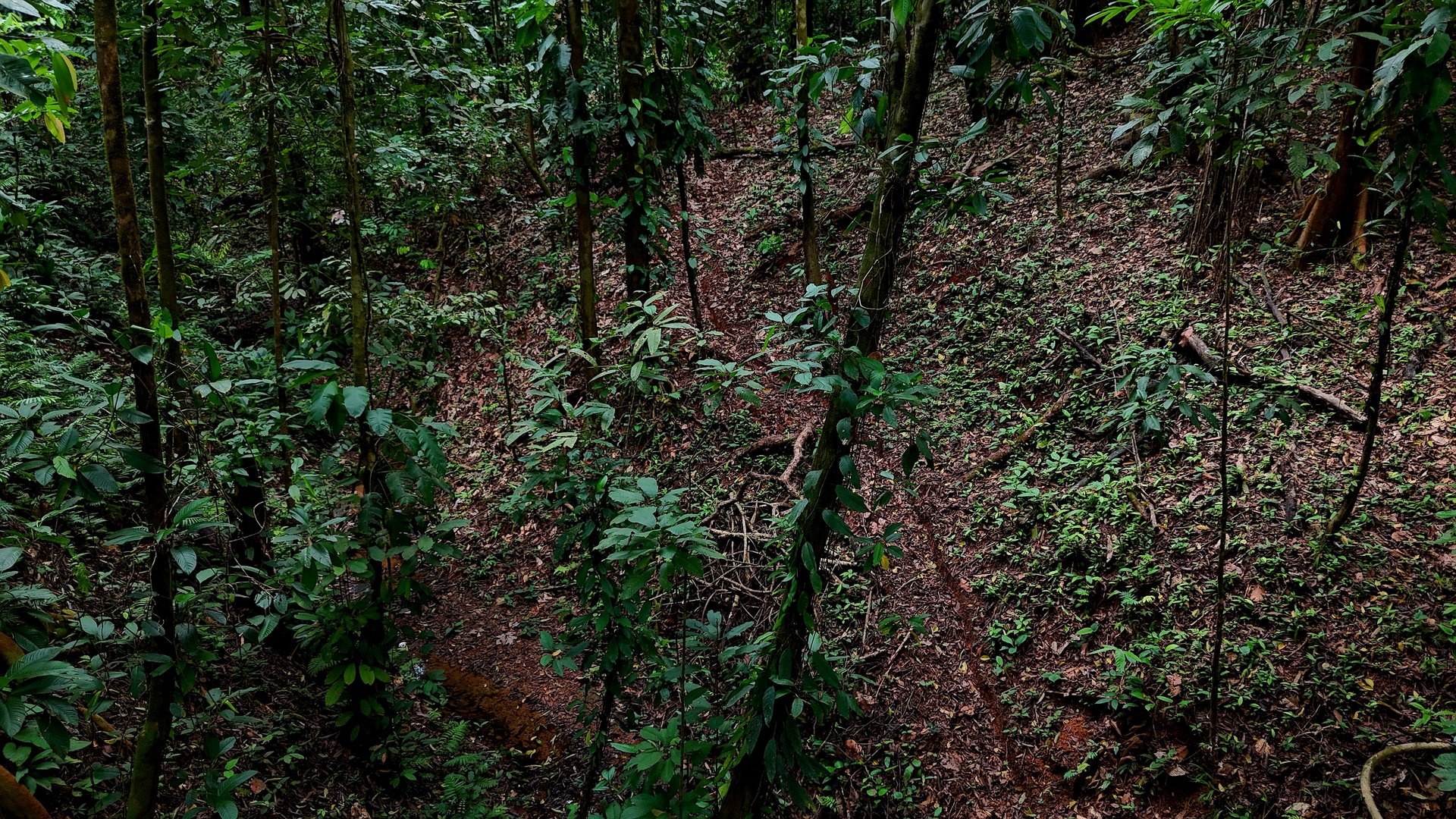  3.75-Acre Jungle Lot with Creek in Ventanas de Osa, Puntarenas