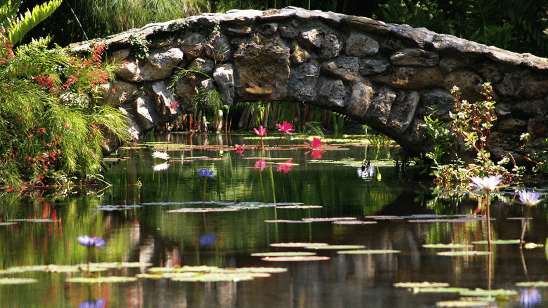 McKee Botanical Gardens water lily pond with tropical flowers and stone bridge in Florida - The Edit Real Estate October travel guide