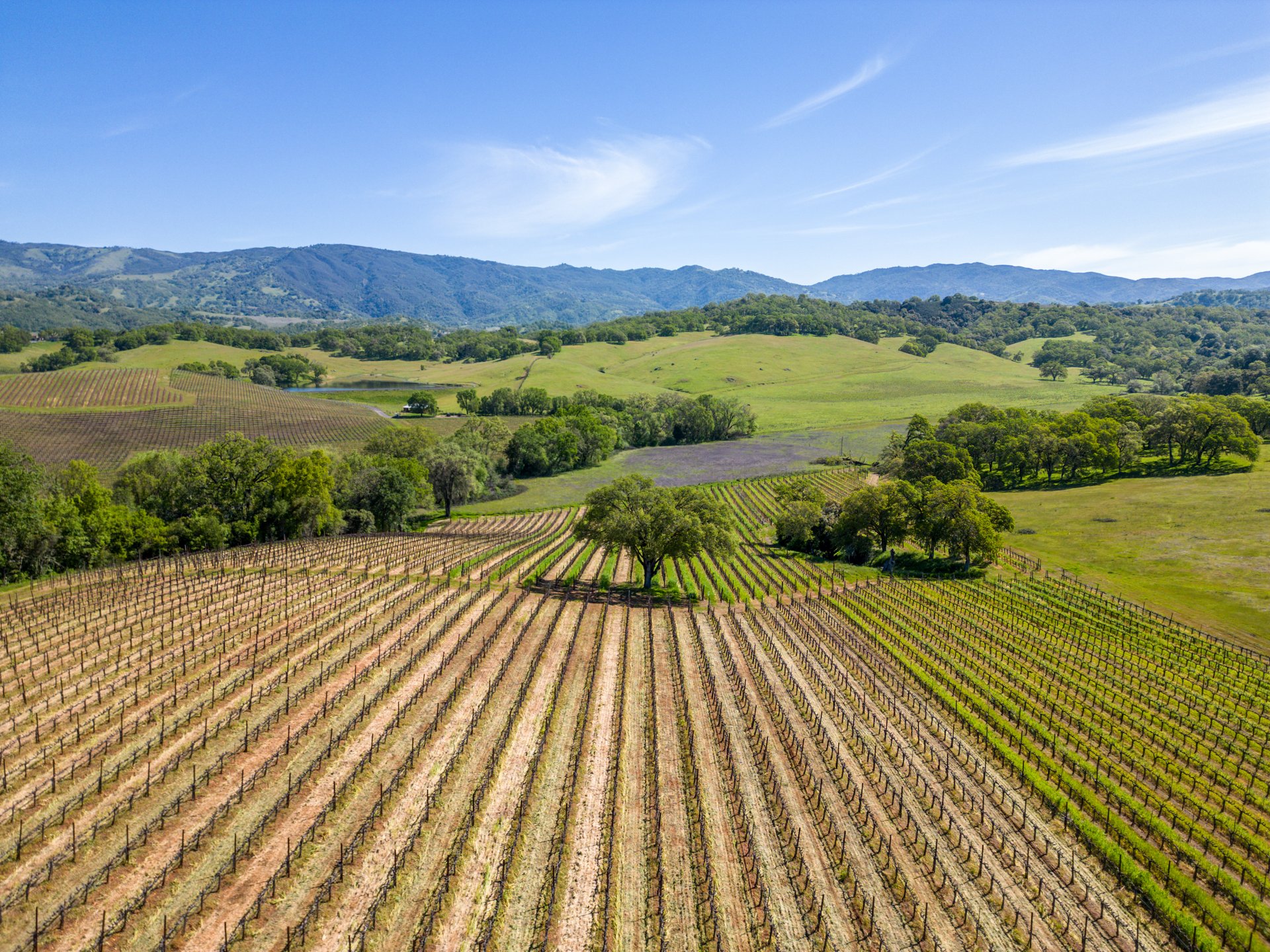 The Hopland Hills Ranch