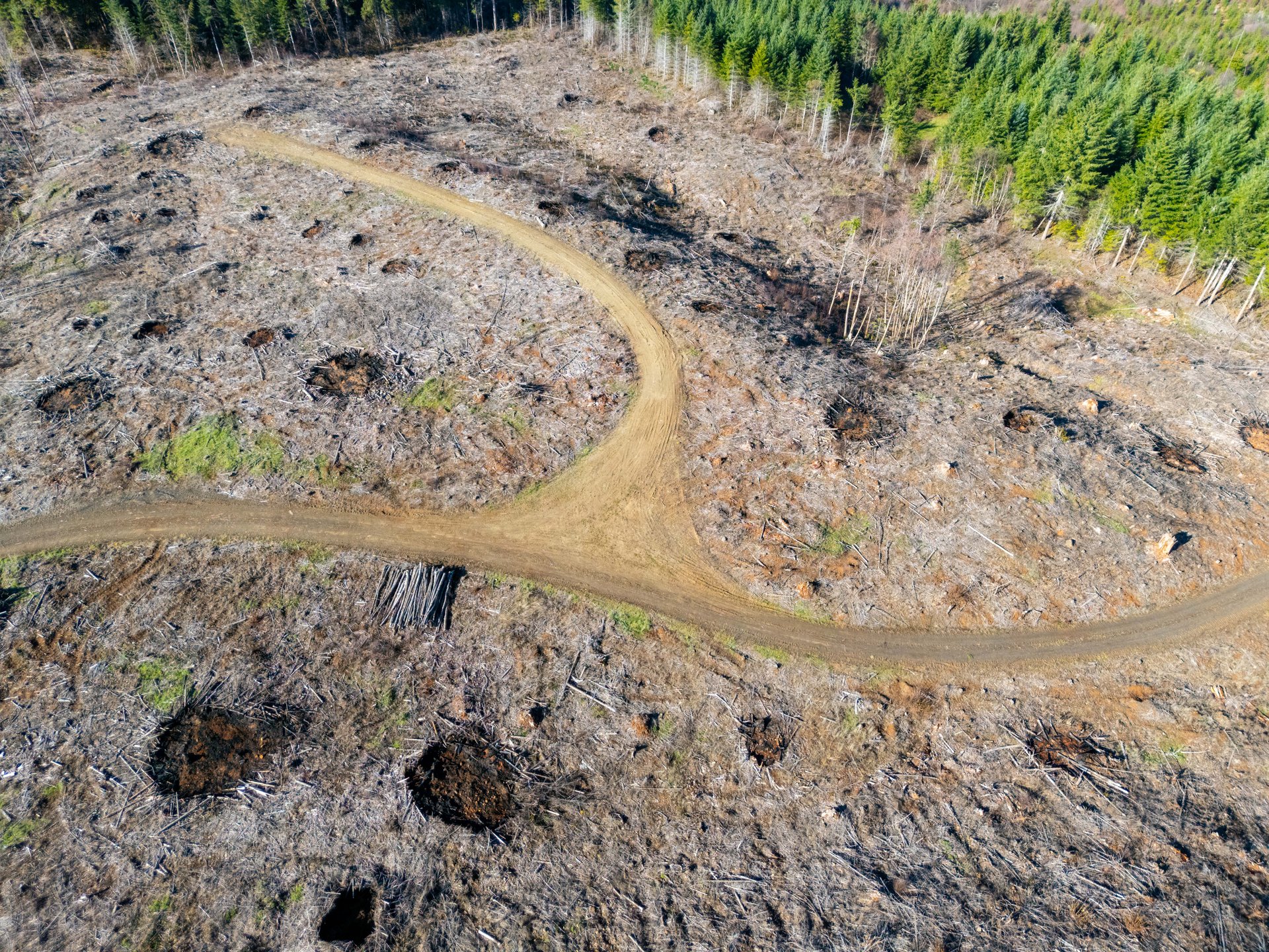 Camp Creek Forest