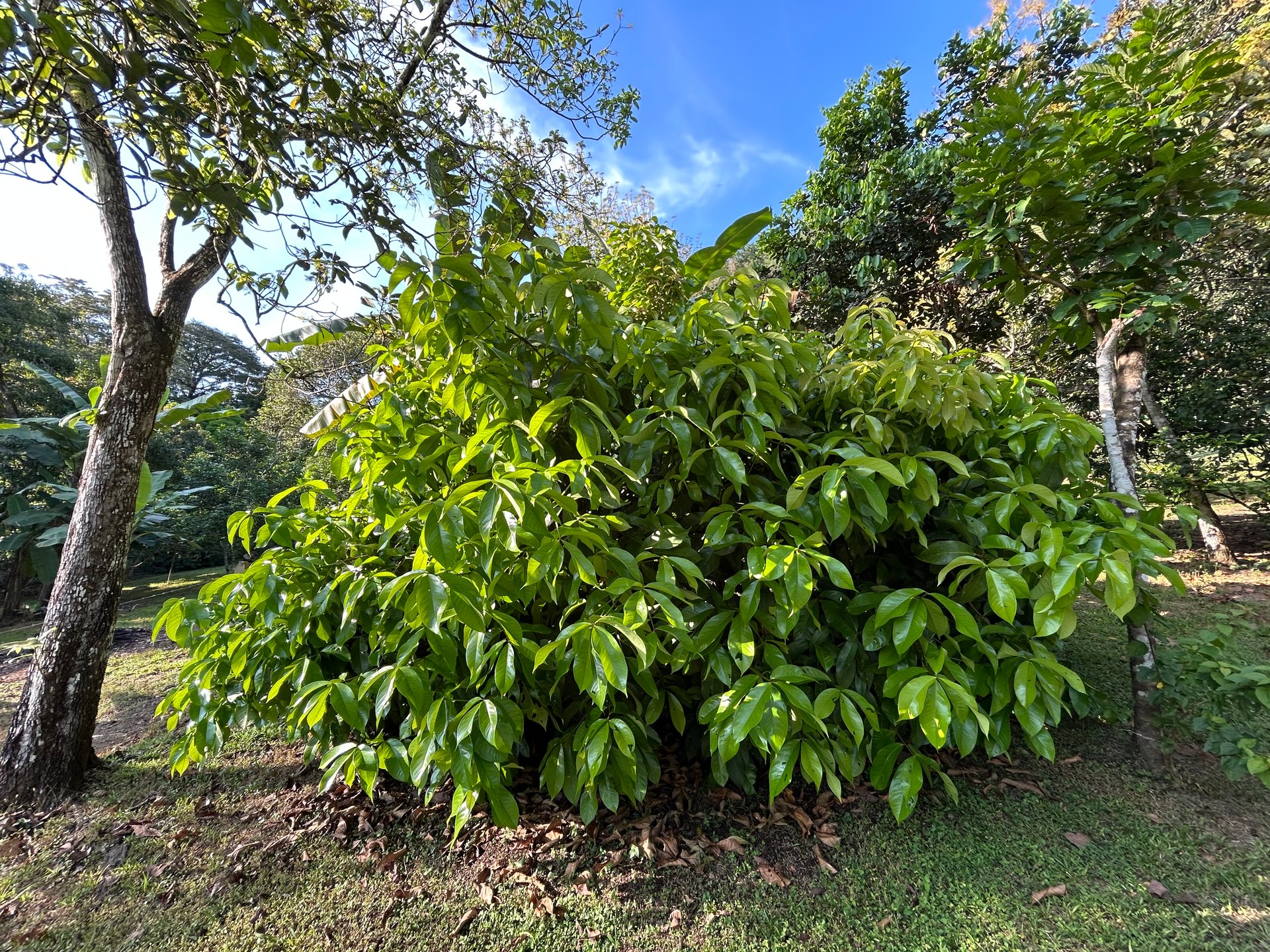 Commercial & Residential Property in Punta Mala with Producing Fruit Trees