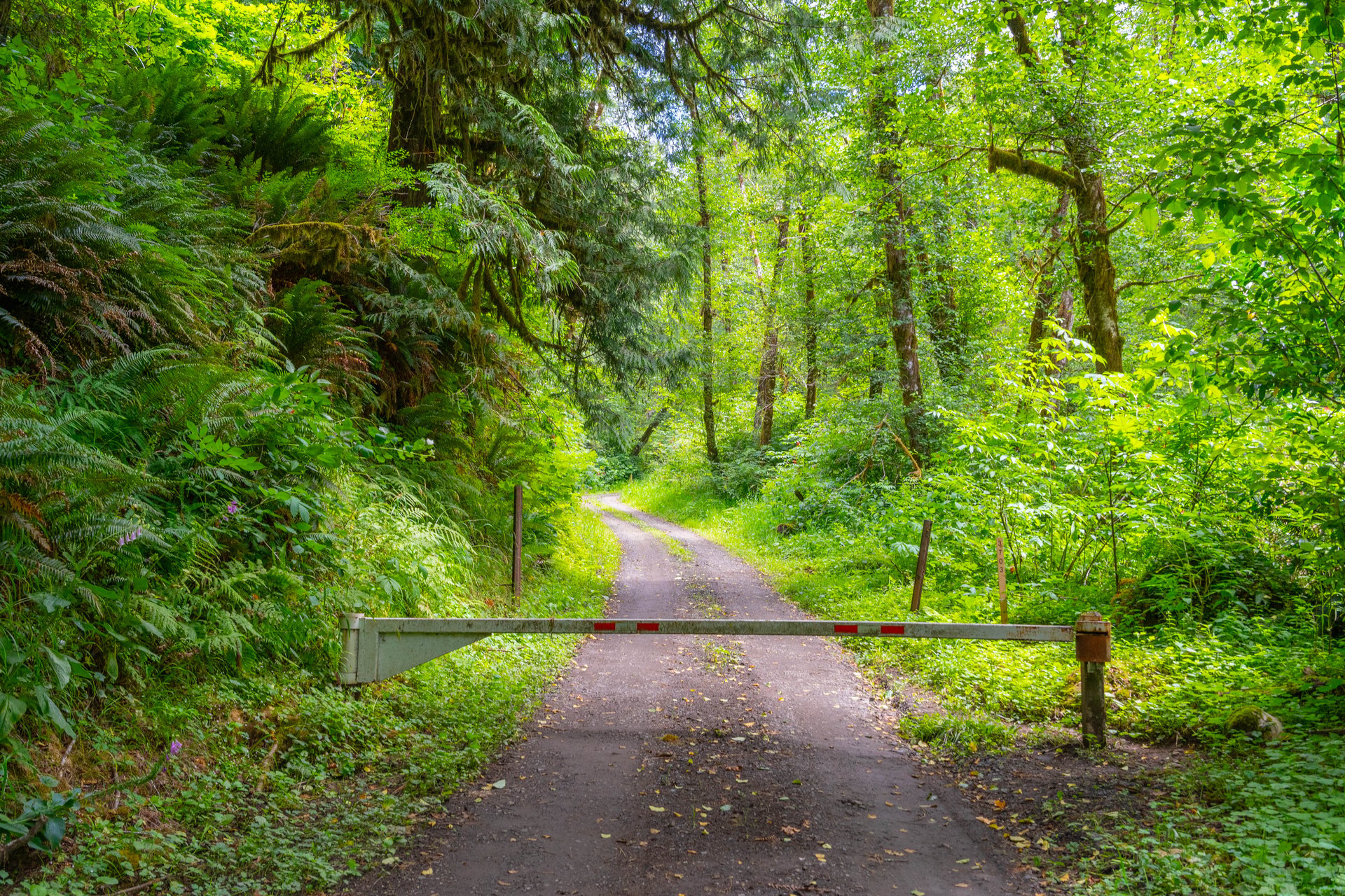 MILL CREEK FOREST