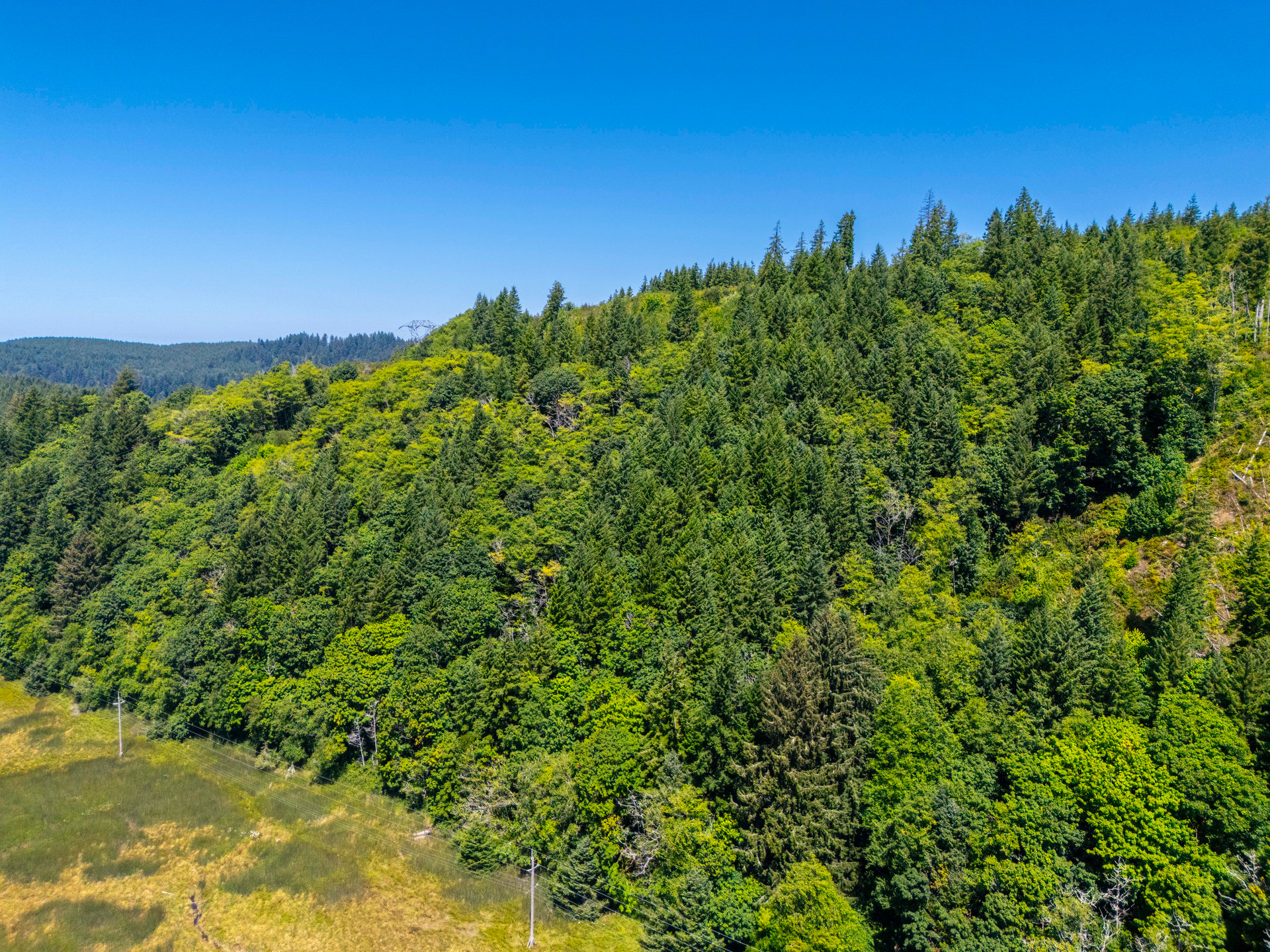 Alsea Estuary Forestland