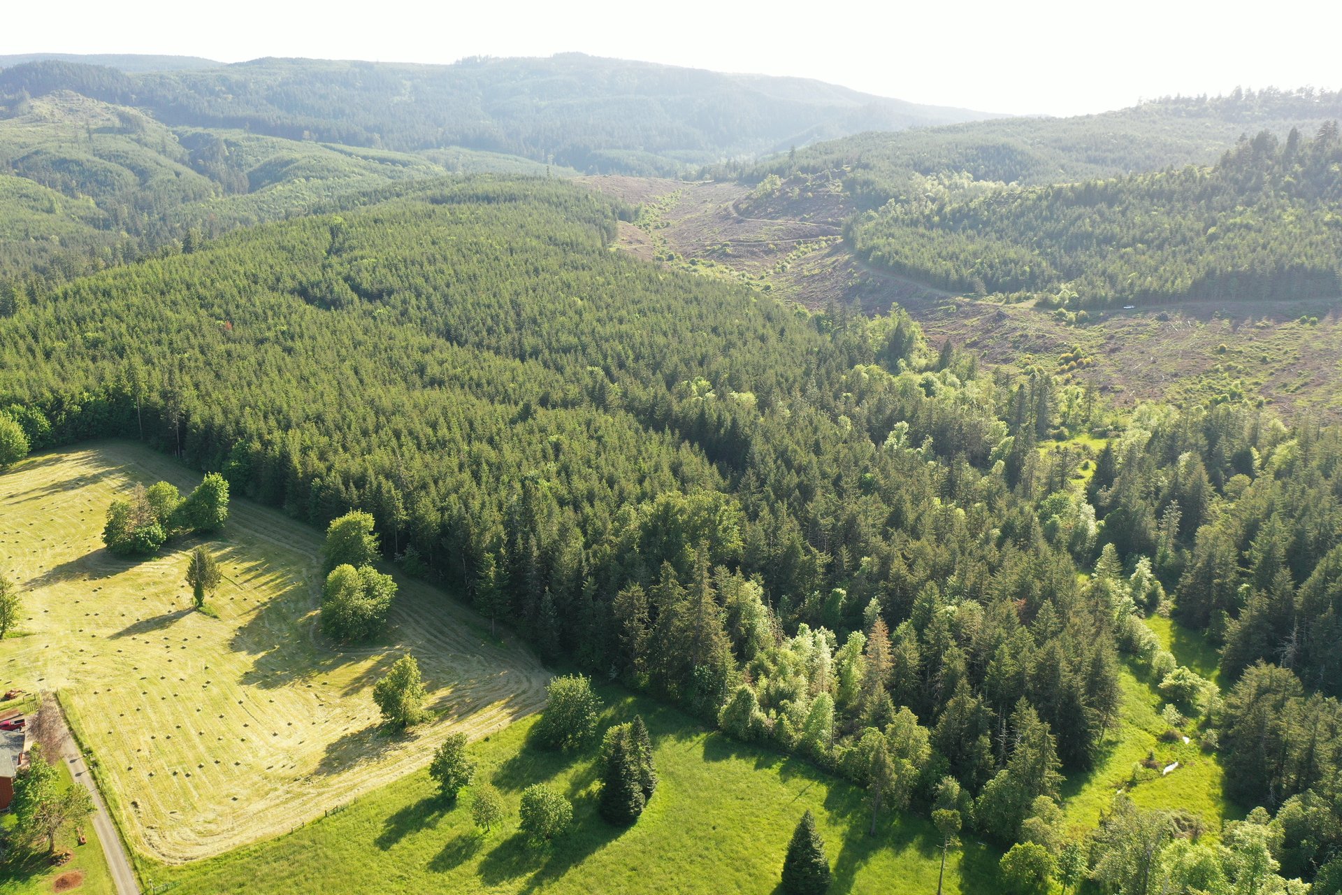 KIMBALL FOREST