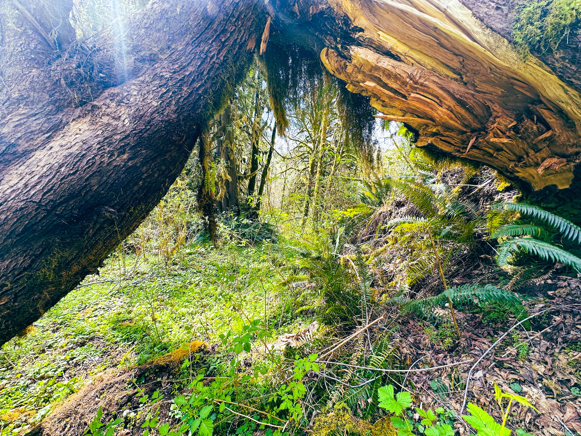 MILL CREEK FOREST