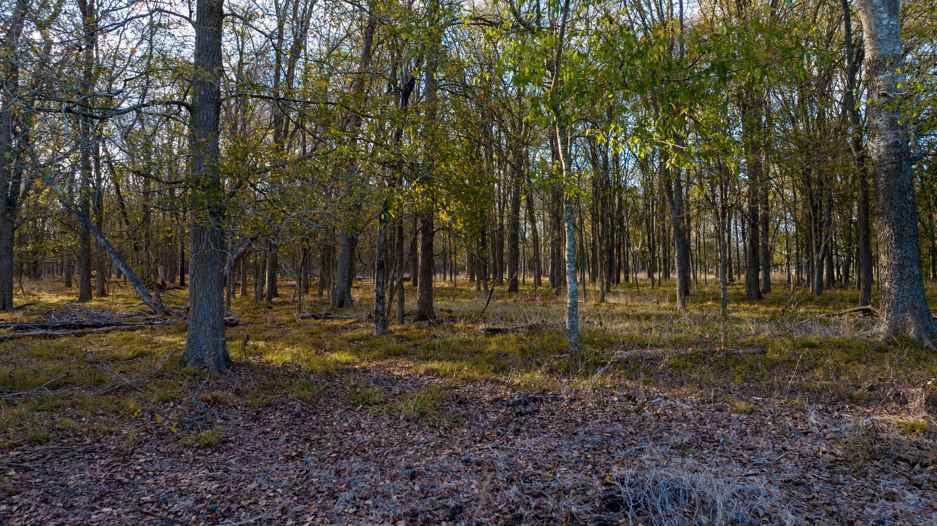 Gonzales County | 104+/- Acres