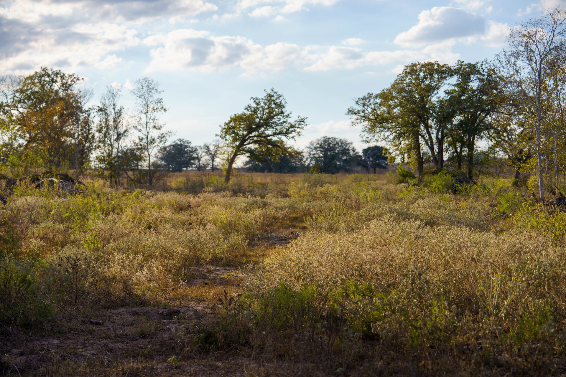 Gonzales County | 104+/- Acres