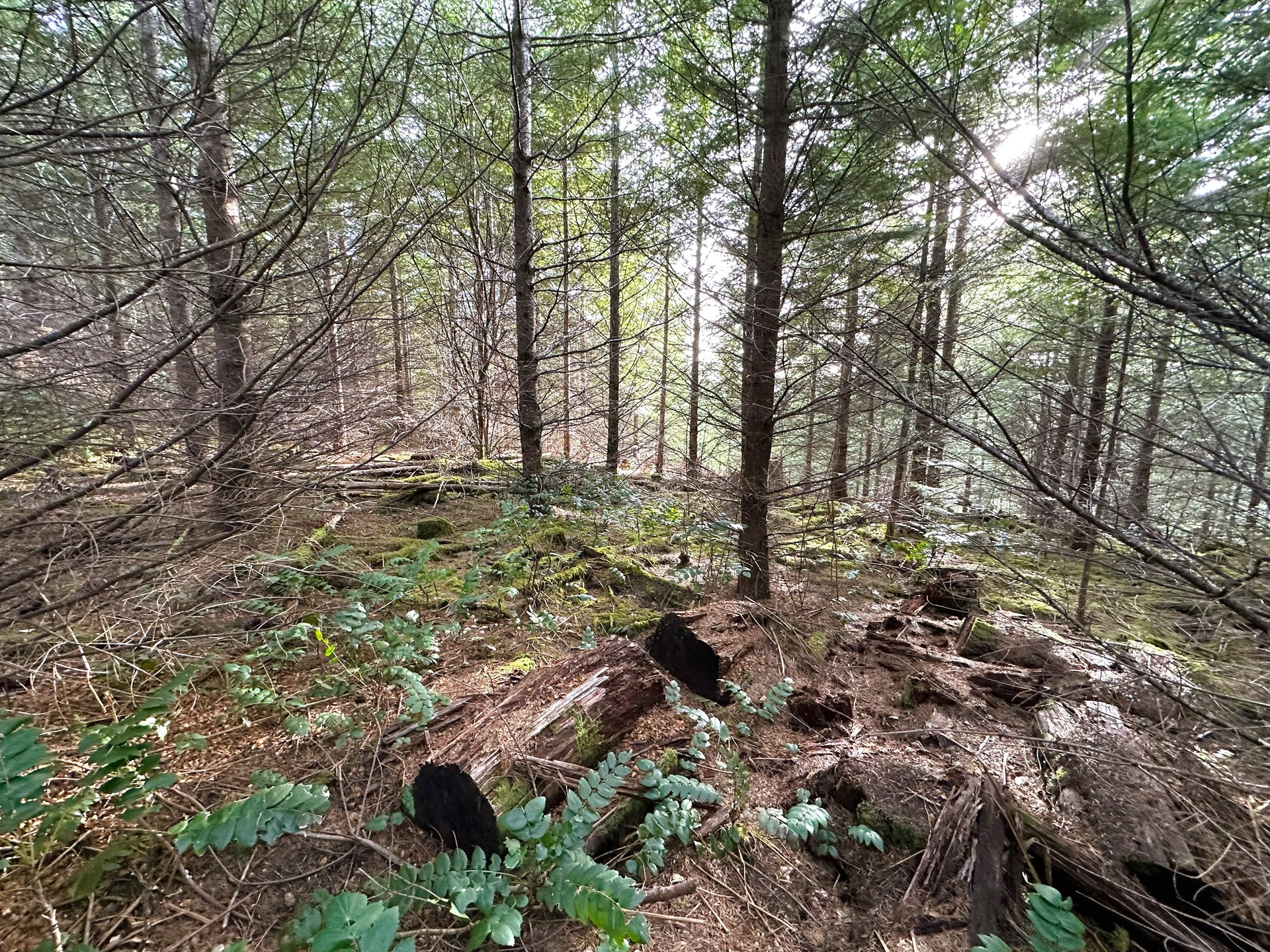 ARC Woods