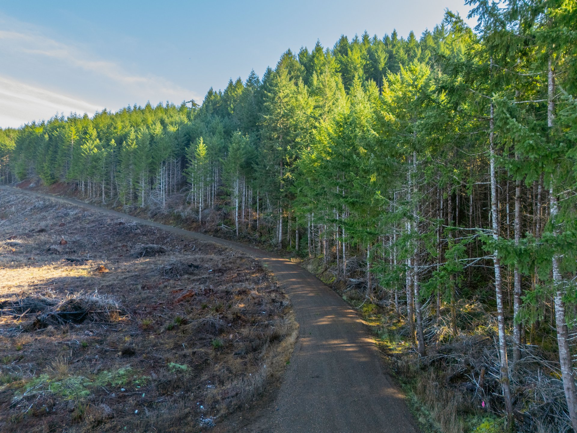 Camp Creek Forest