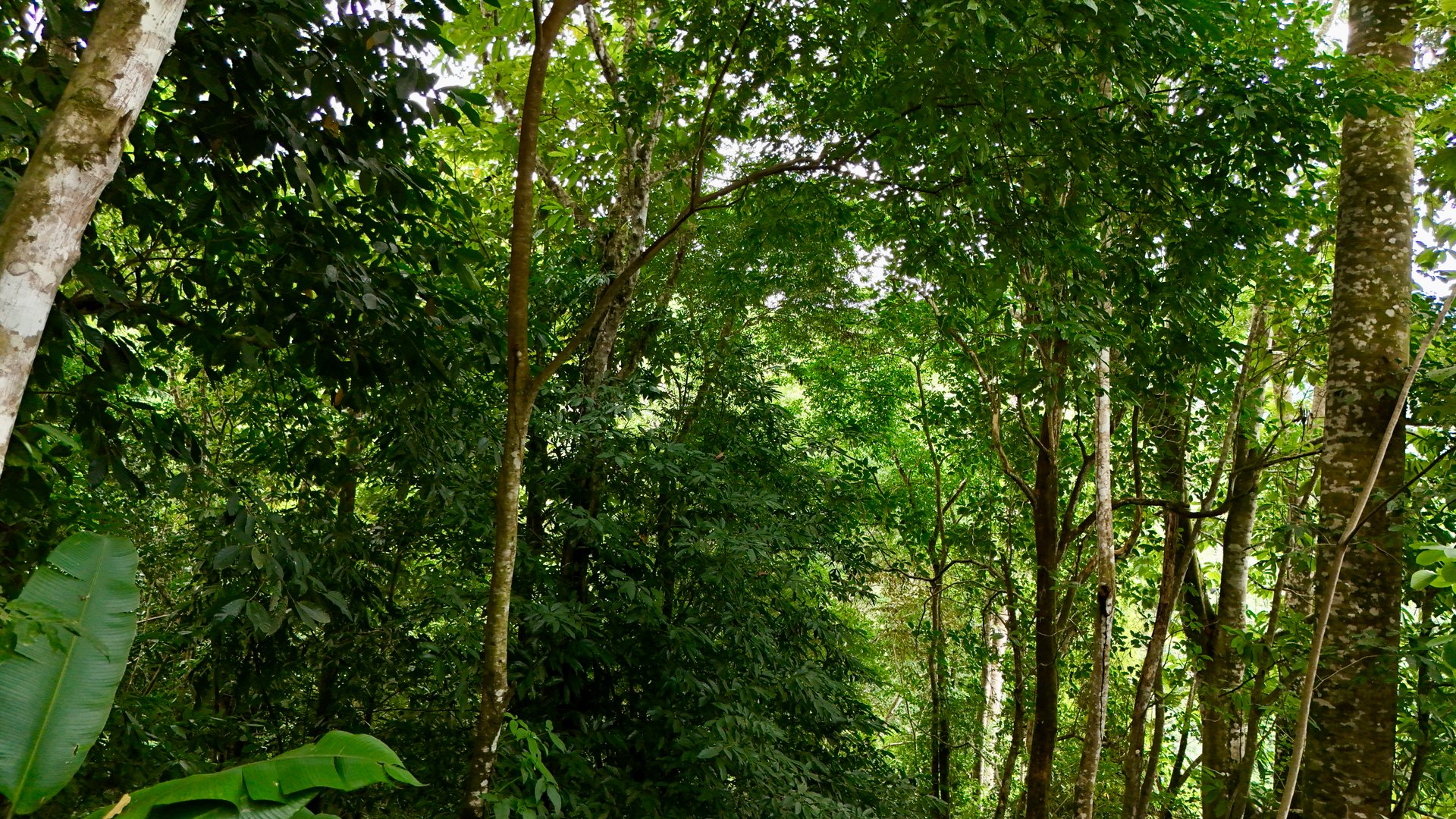 Tres Ríos Jungle Sanctuary | Ready-to-Build Lot Surrounded by Nature