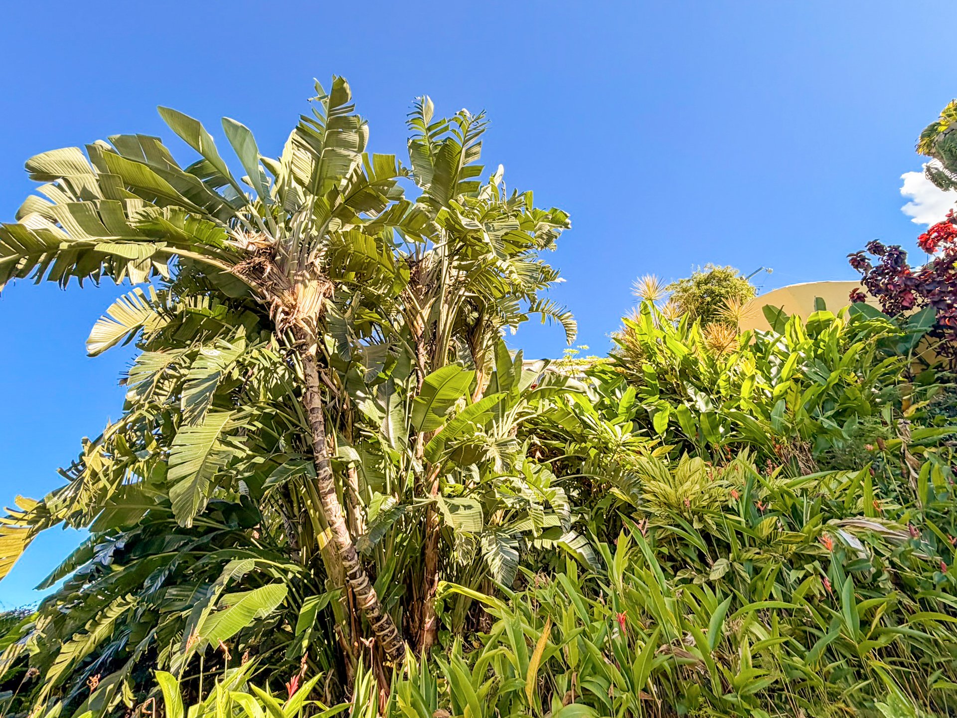 1105 Villa Botanica