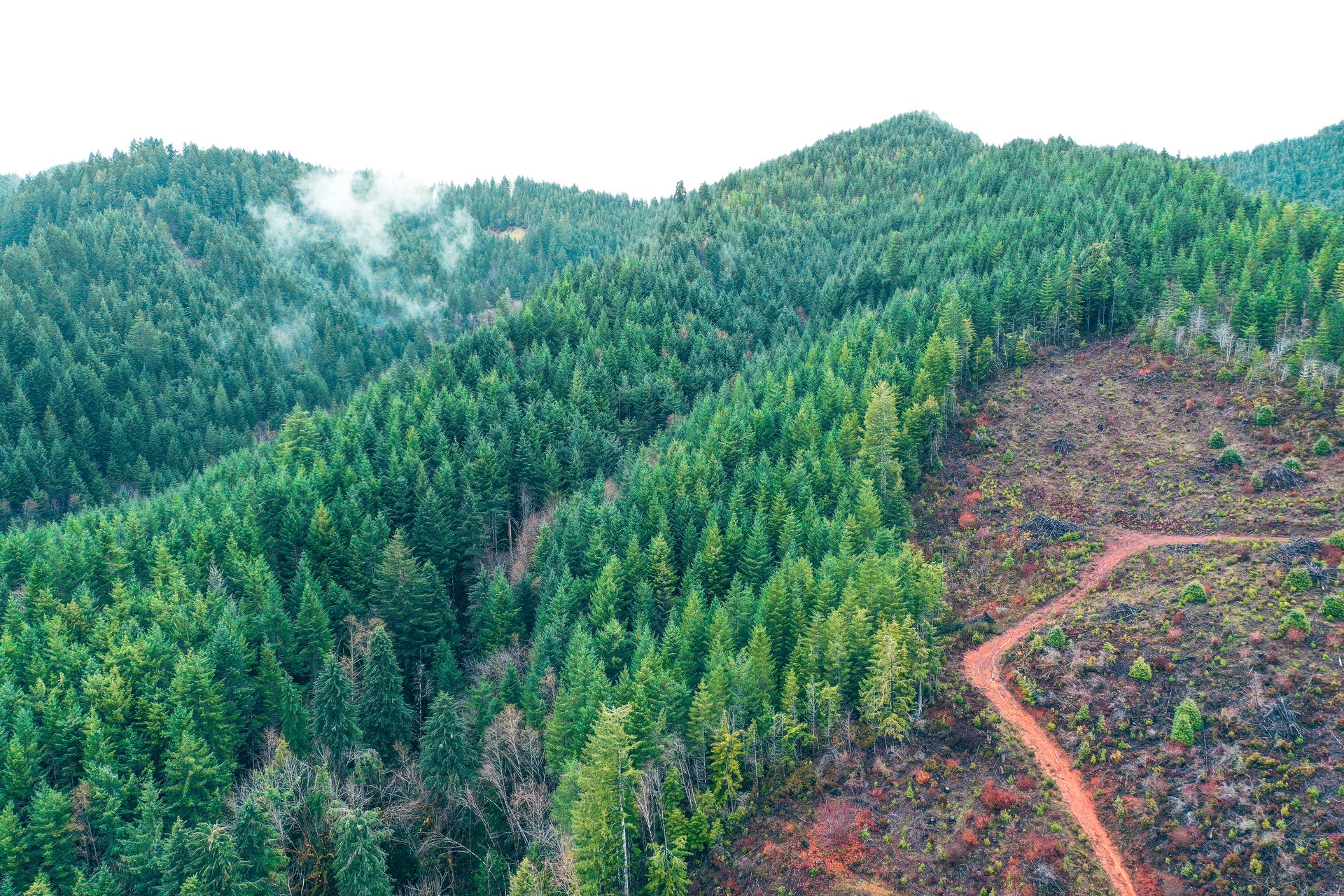RICHARDSON TIMBER