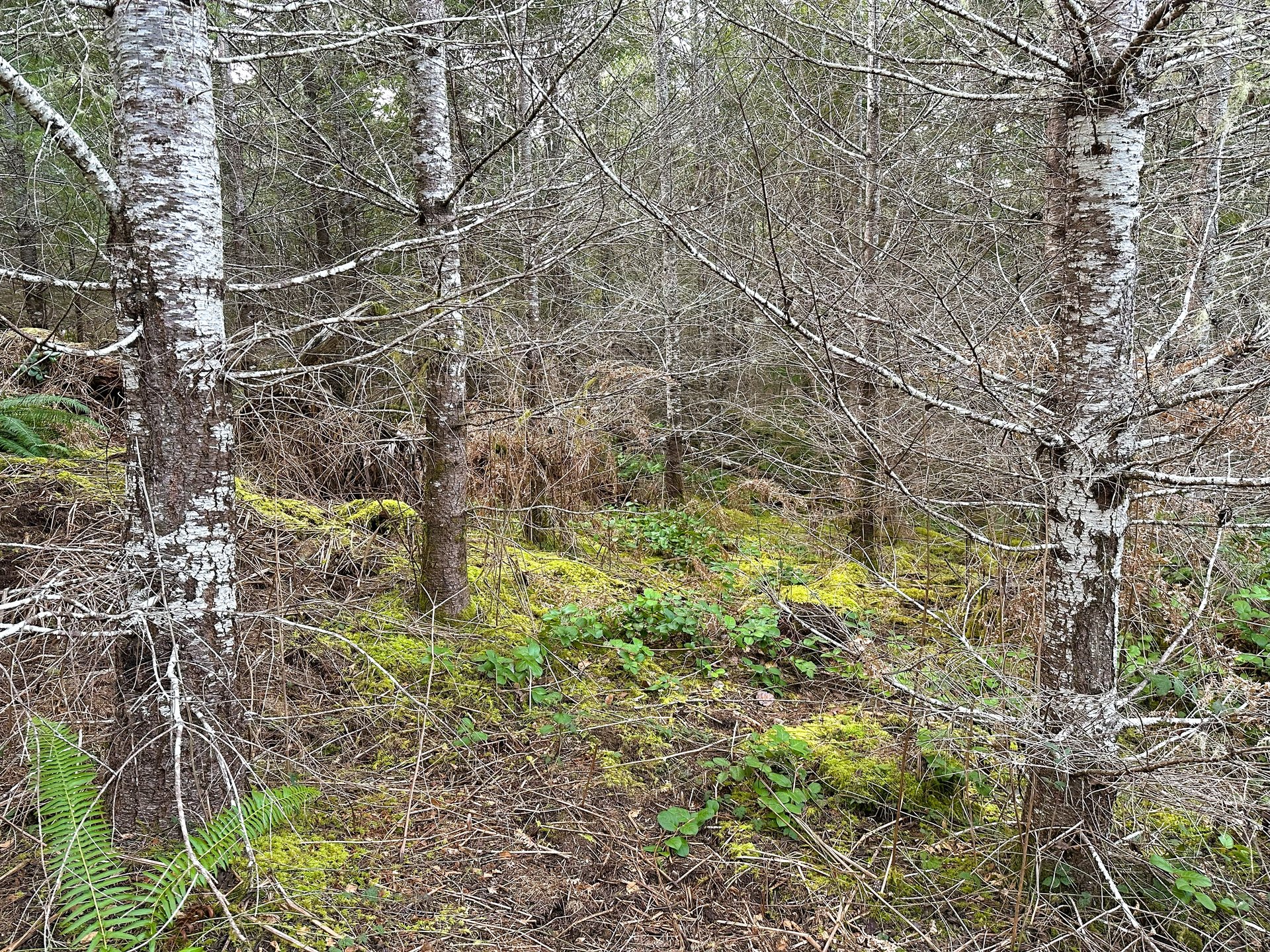 ARC Woods