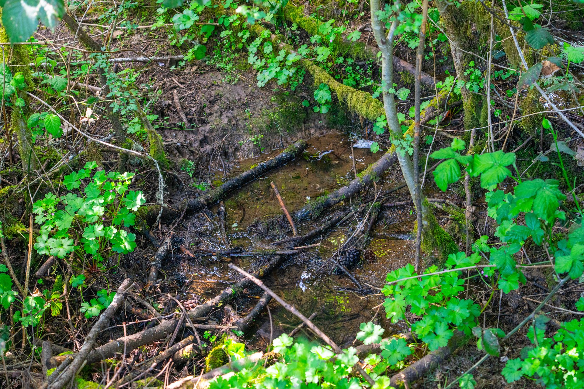SUTHERLIN WOODLOTS