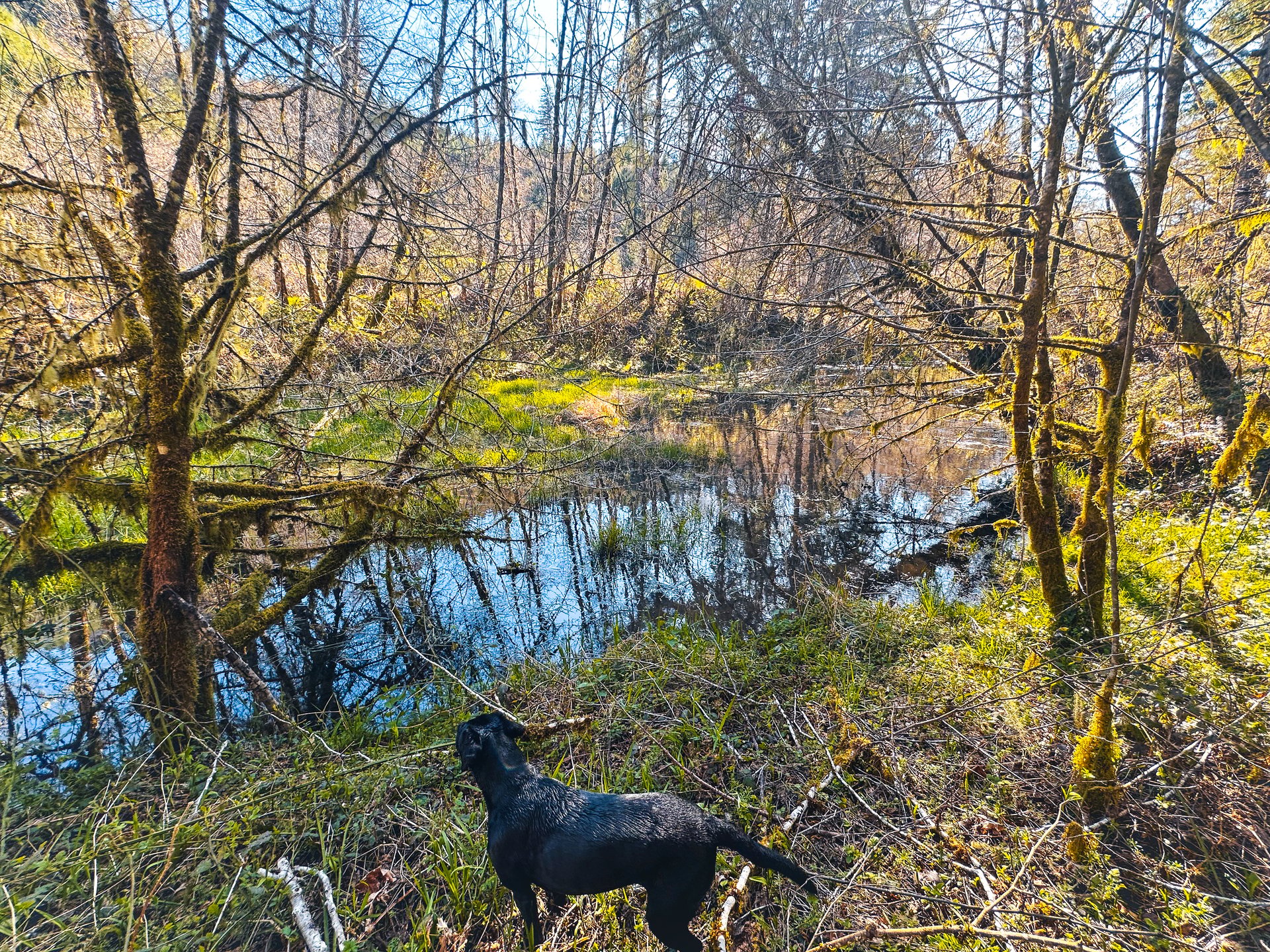 Coyote Creek Forest