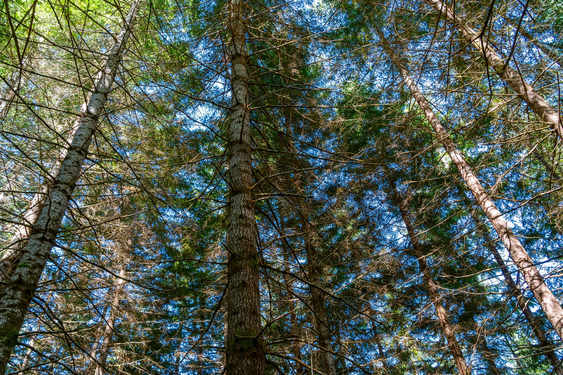 LINCOLN-HILLTOP TREEFARM Sealed Bid Offering 