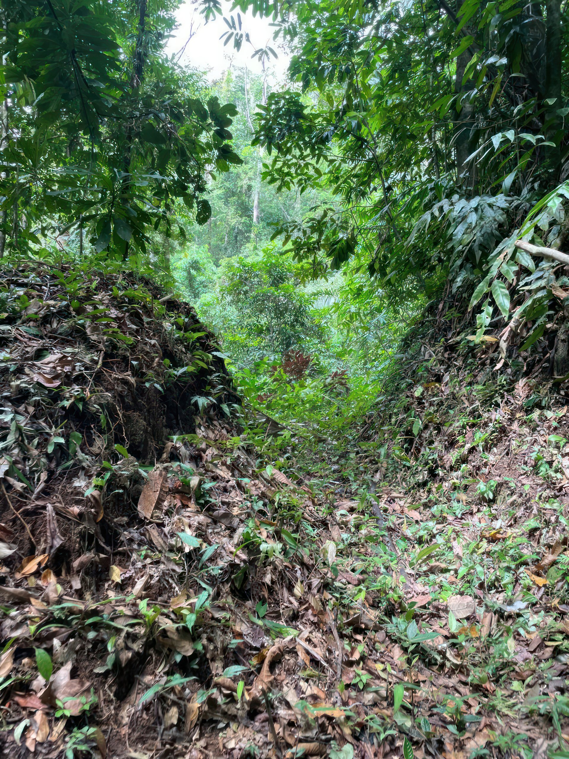61 Acres of Pure Nature for Off-Grid Living & Conservation | Quepos