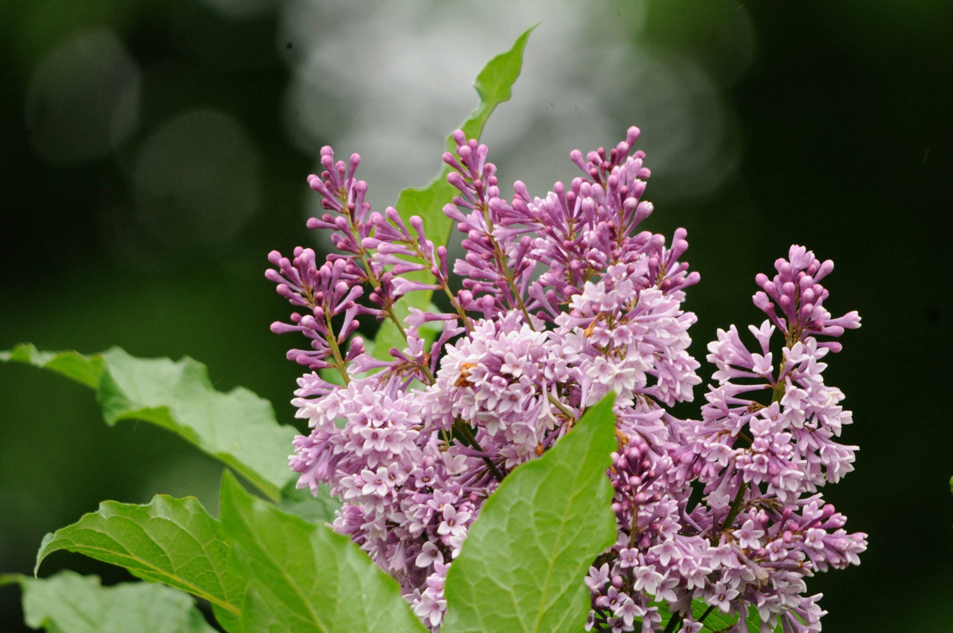 Pale purple lilac blossoms among broad green leaves against a dark, blurred background.
