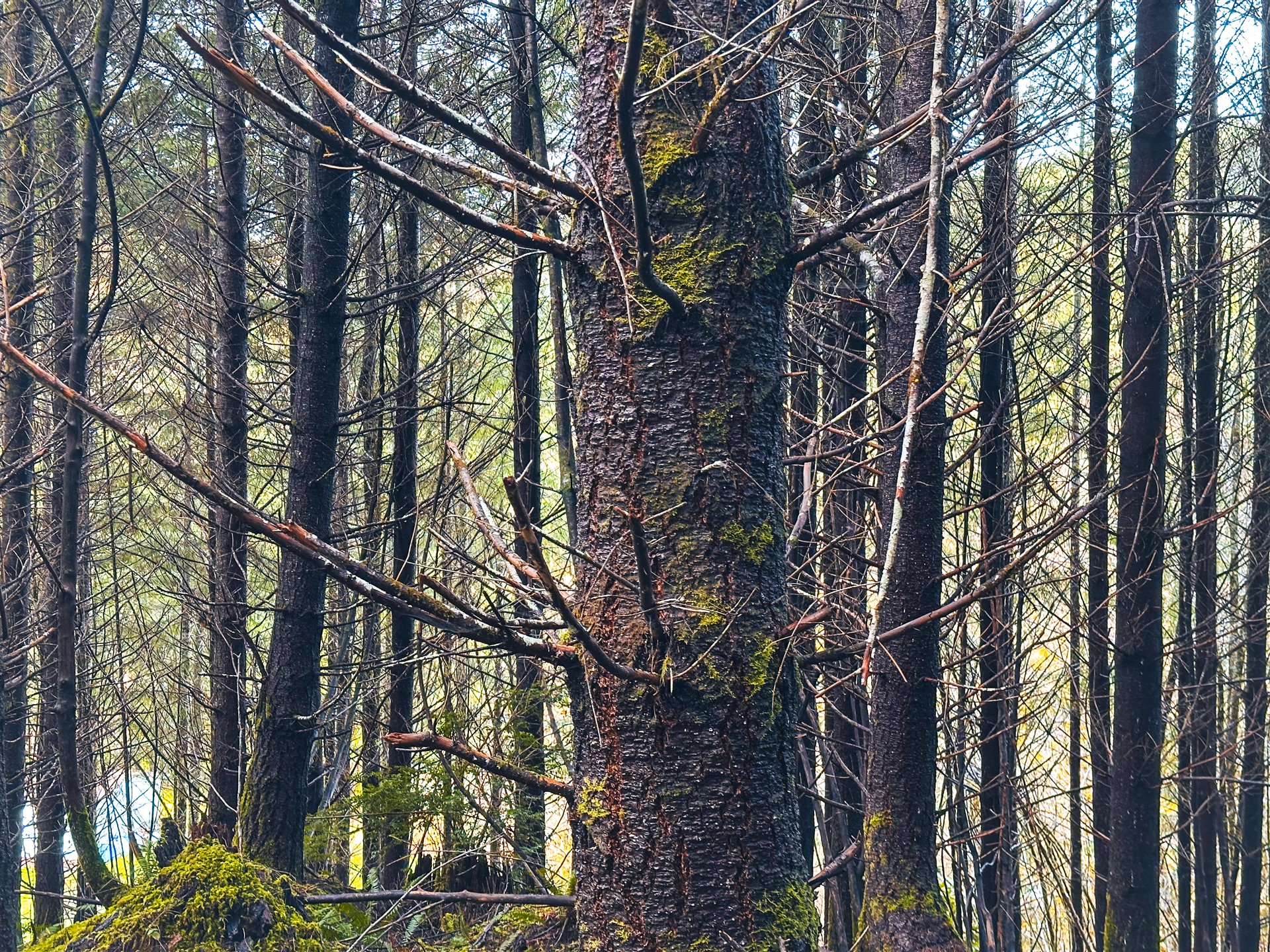 RICHARDSON TIMBER