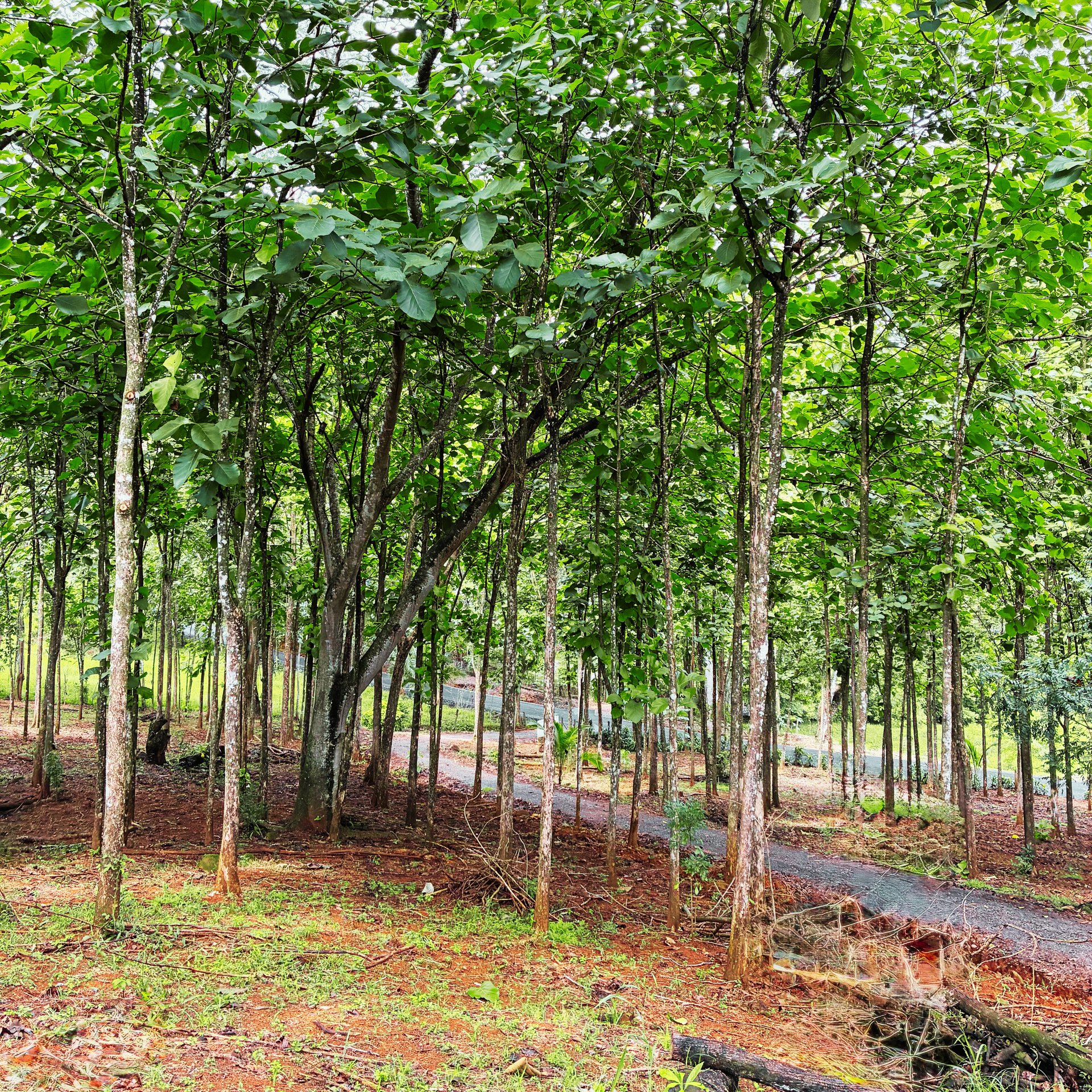 7-Hectare Farm with Teak Plantation, Existing Home & Eco-Development Potential Near Parrita, Costa Rica