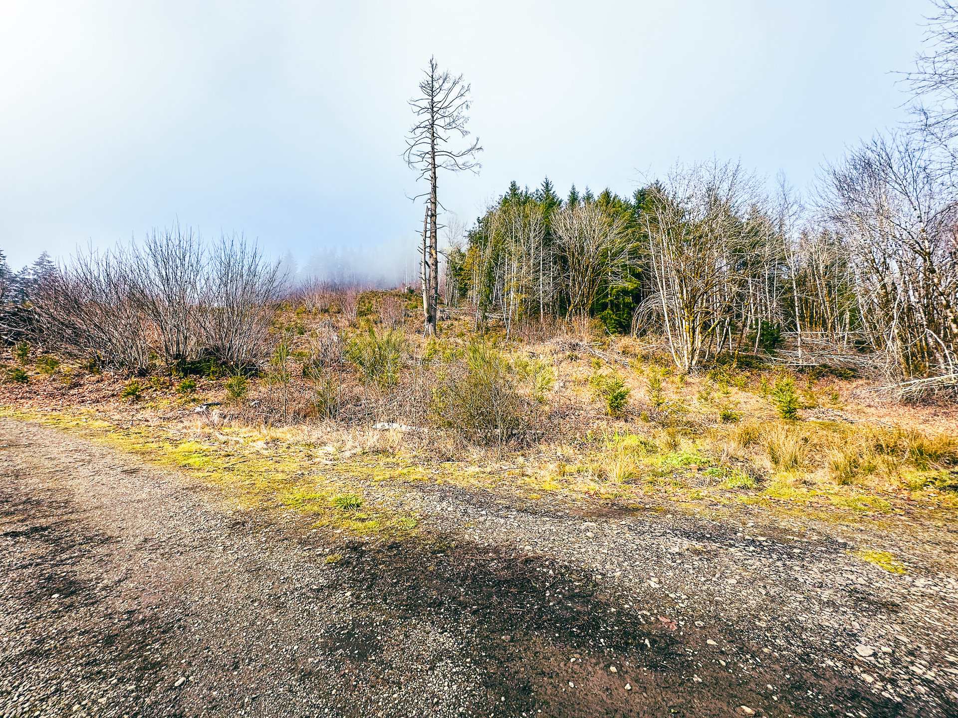 Waite Creek Woodlands