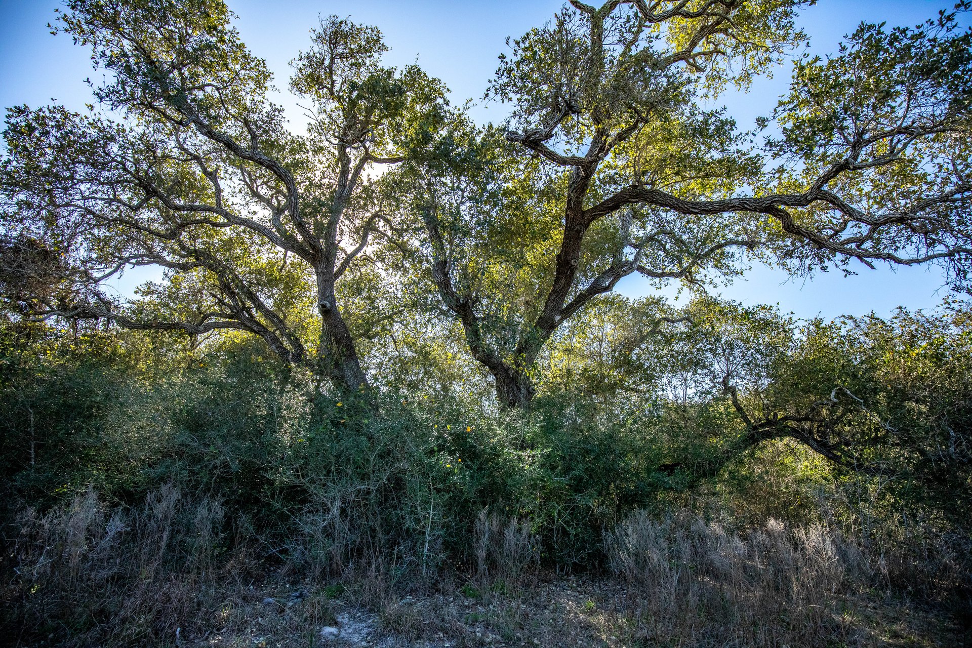 Lamar Peninsula Development Tract |  51.81± Acres | Aransas County