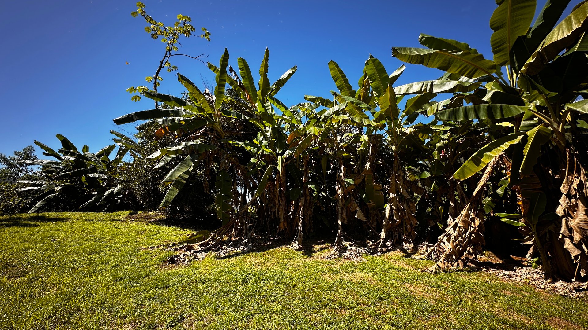 Ready To Build Lot Minutes From the Beach Dominical!
