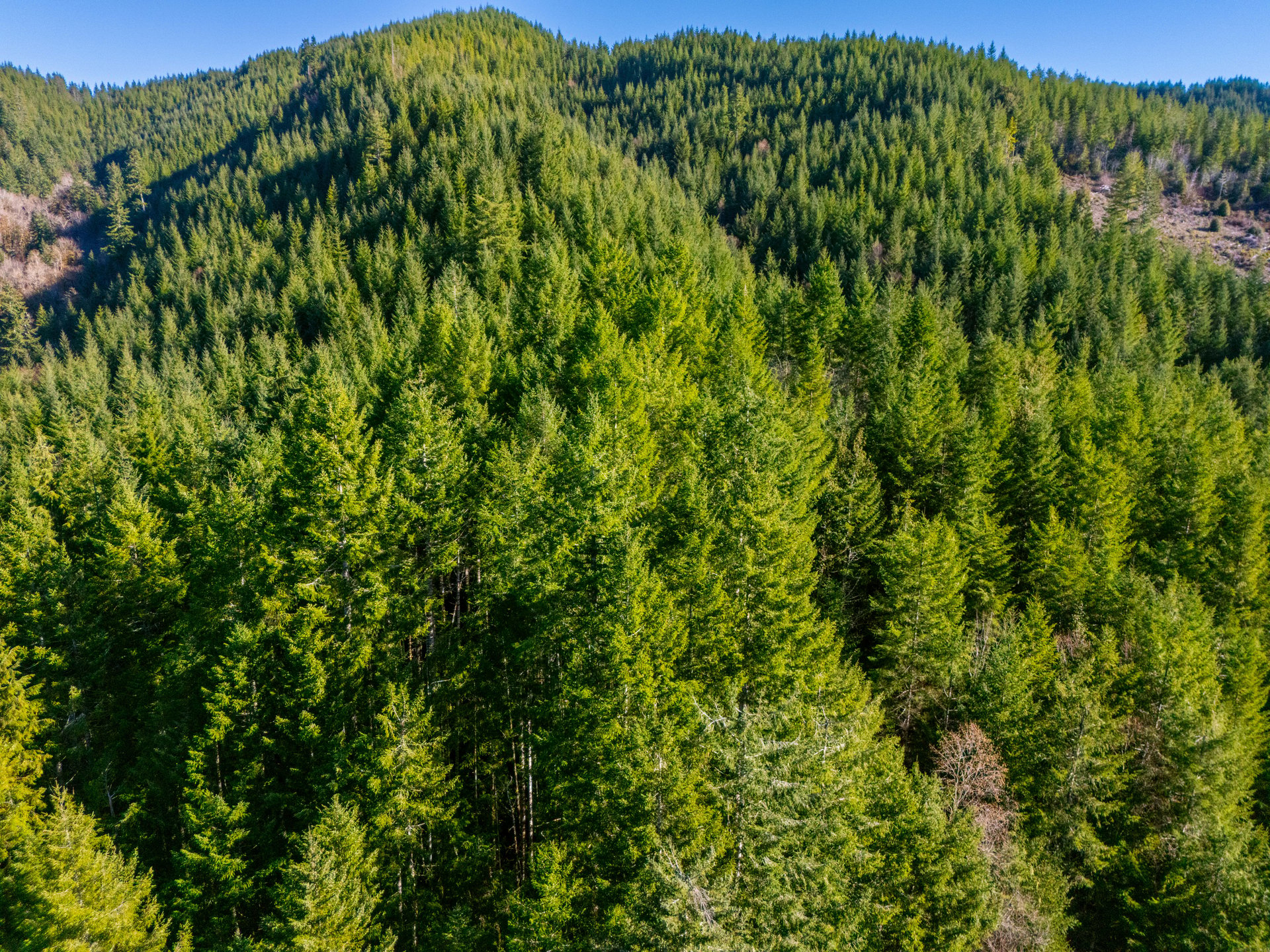 RICHARDSON TIMBER