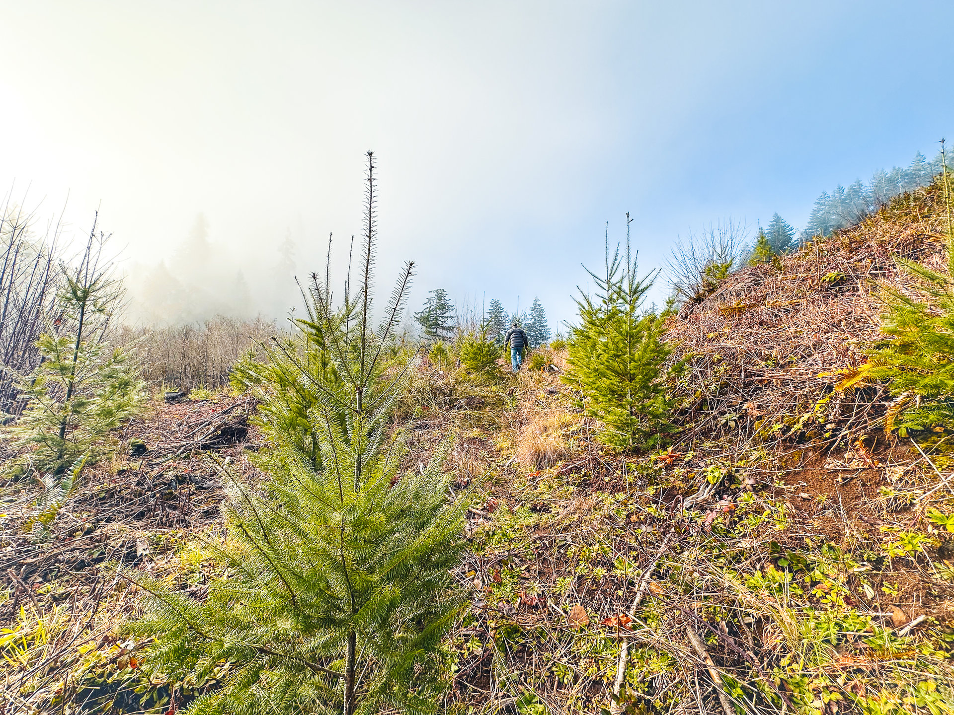 Waite Creek Woodlands