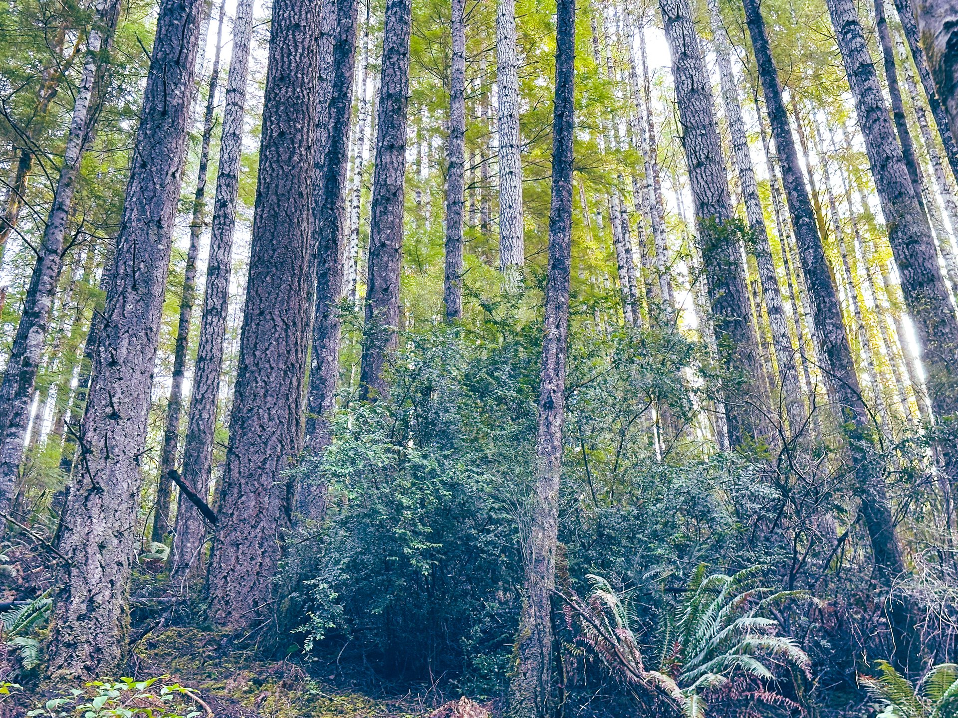RICHARDSON TIMBER