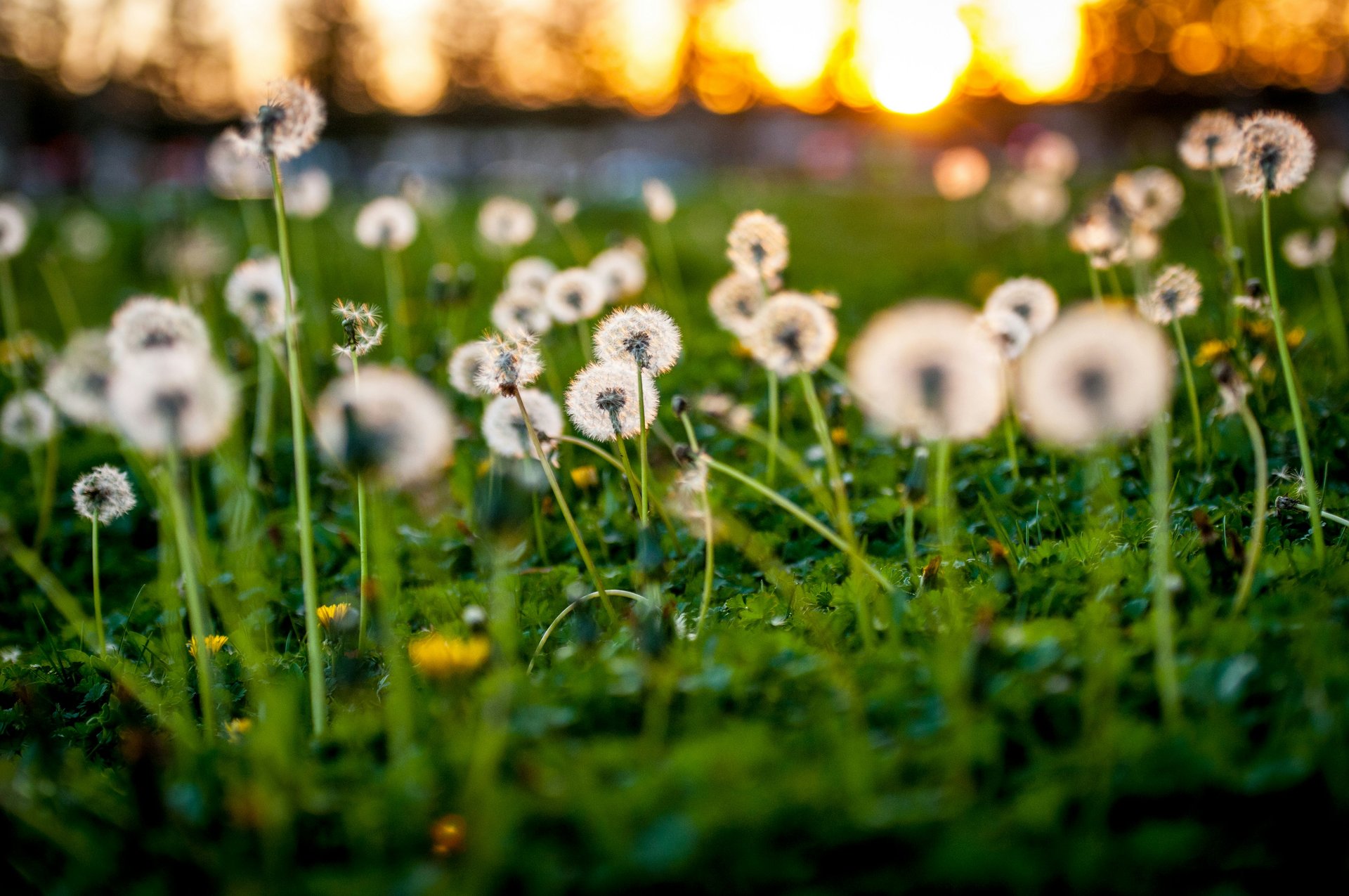 Close-up of dandelions in Rohnert Park Sonoma County CA