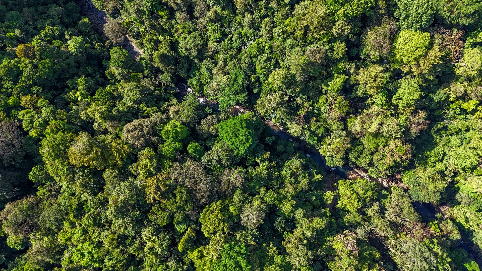 A Huge Rainforest, River & Waterfall Property With TWO Mountain & Jungle-View Luxury Homes on a Massive 4.93 Acre Lot – PLUS an Additional Plantel ready for Development
