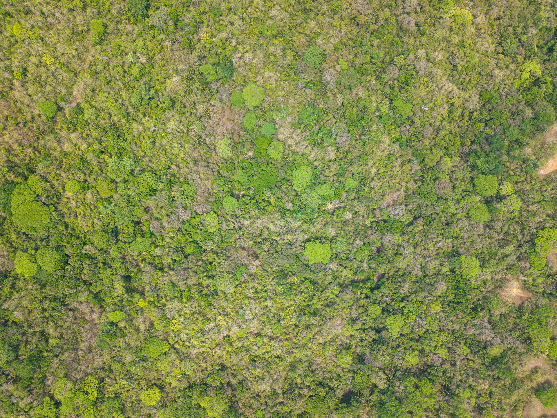 San Juanillo Farm | Large-Scale Ocean View Land with Investment Potential