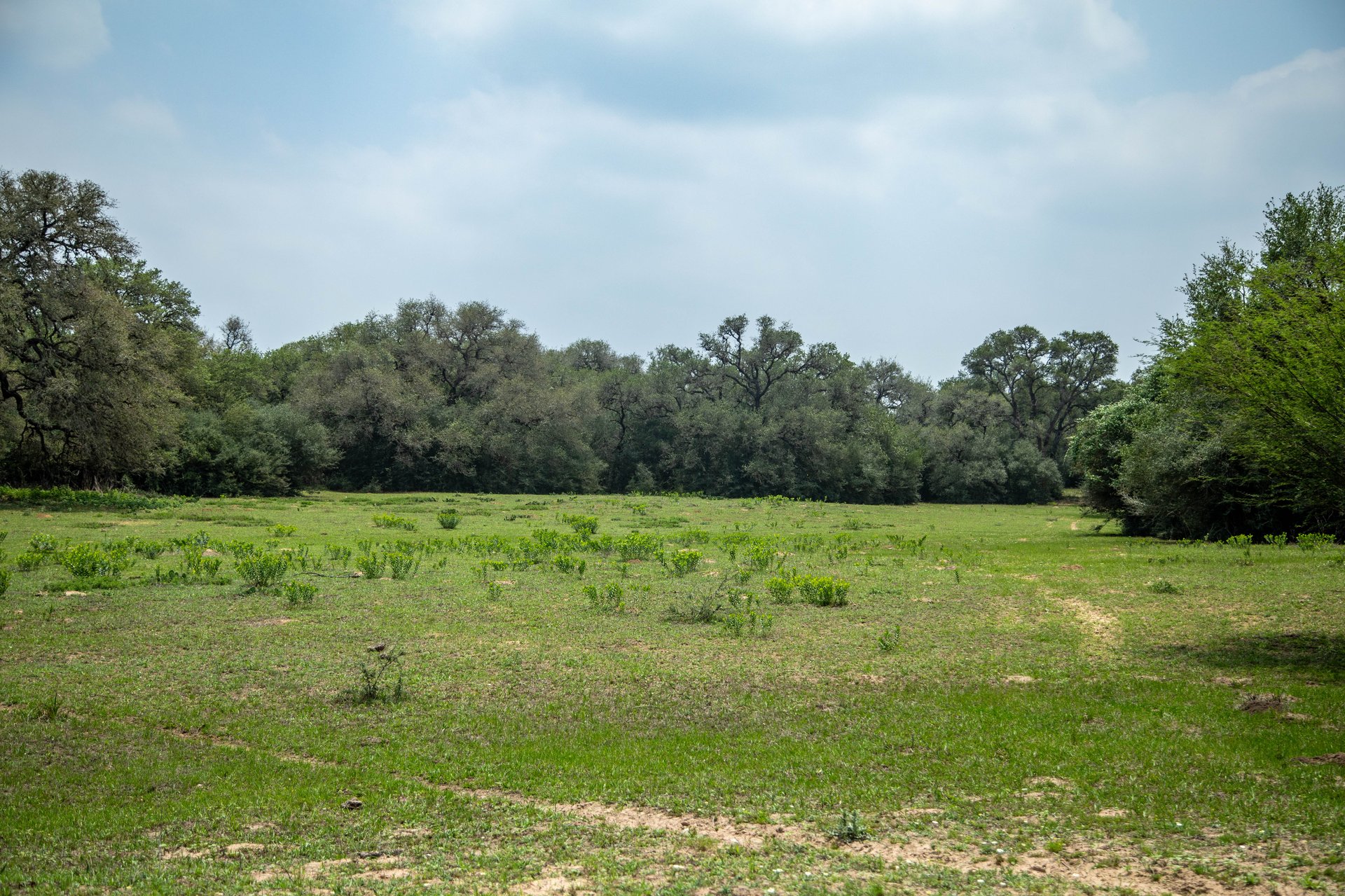 Five Mile Creek Reserve | 252.73± Acres-High Fence | DeWitt County, TX